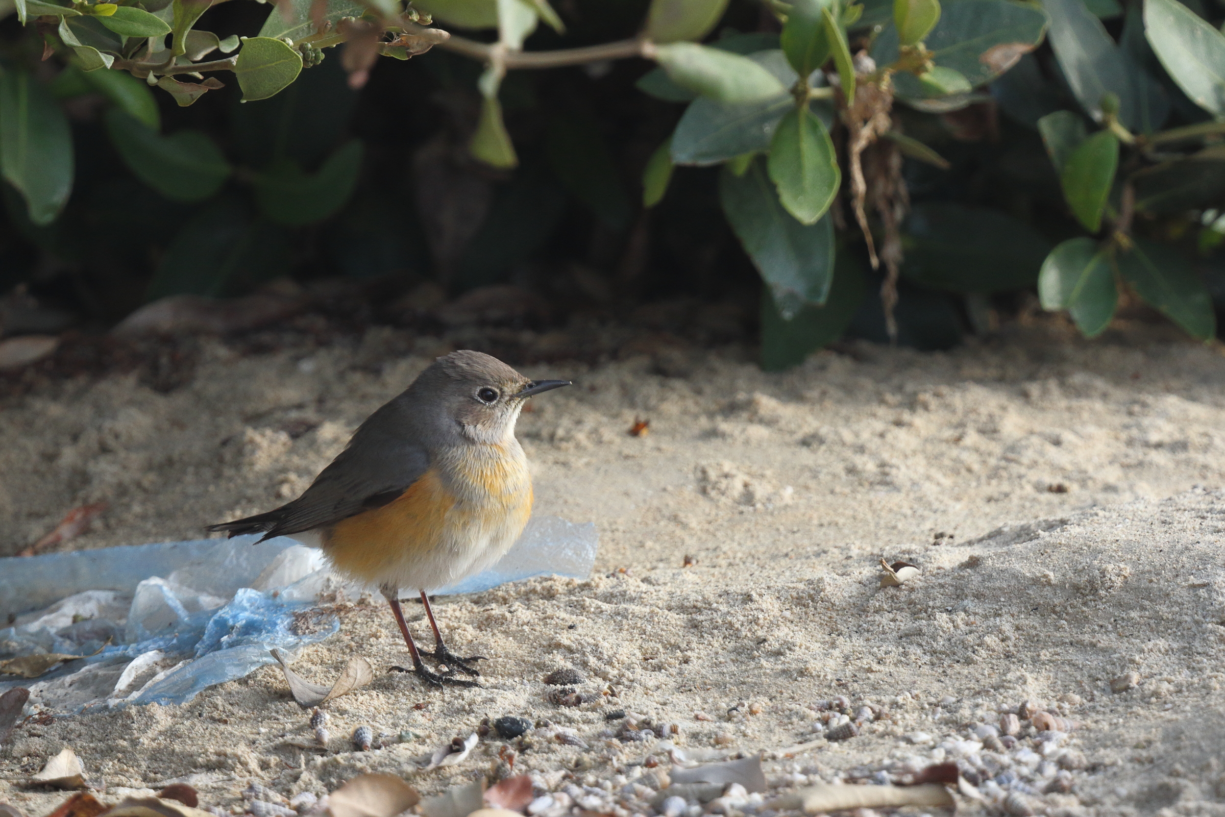 White-throated Robin. Qatar, 10 April 2013 © Neil G. Morris.