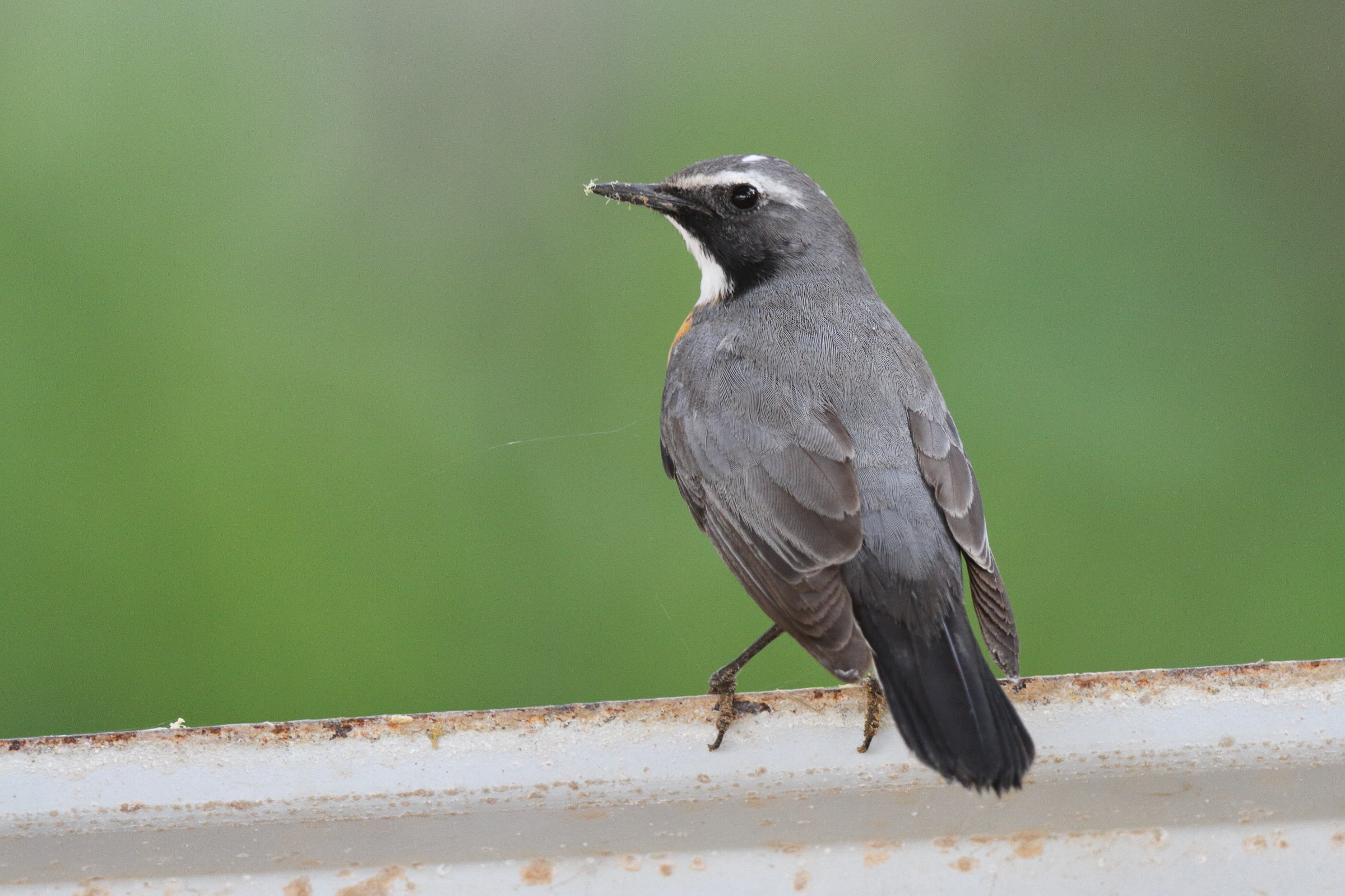 White-throated Robin. Qatar, 11 April 2013 © Neil G. Morris.