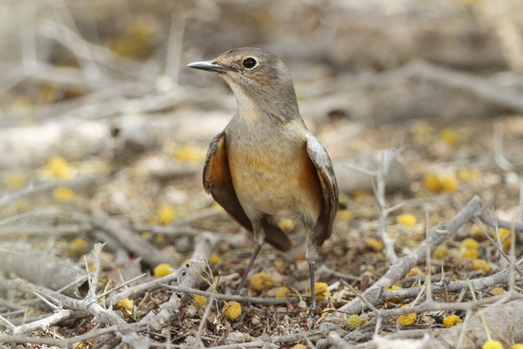 White-throated Robin. Qatar, 17 April 2013 © Neil G. Morris.