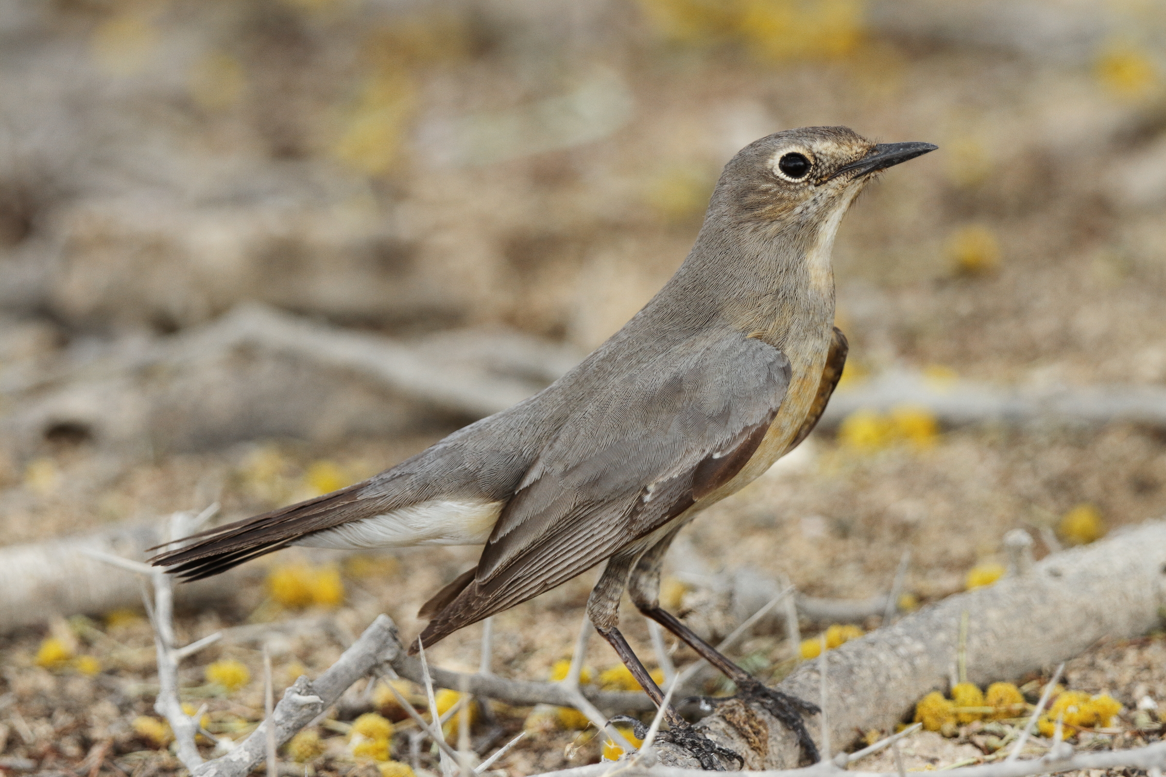 White-throated Robin. Qatar, 17 April 2013 © Neil G. Morris.