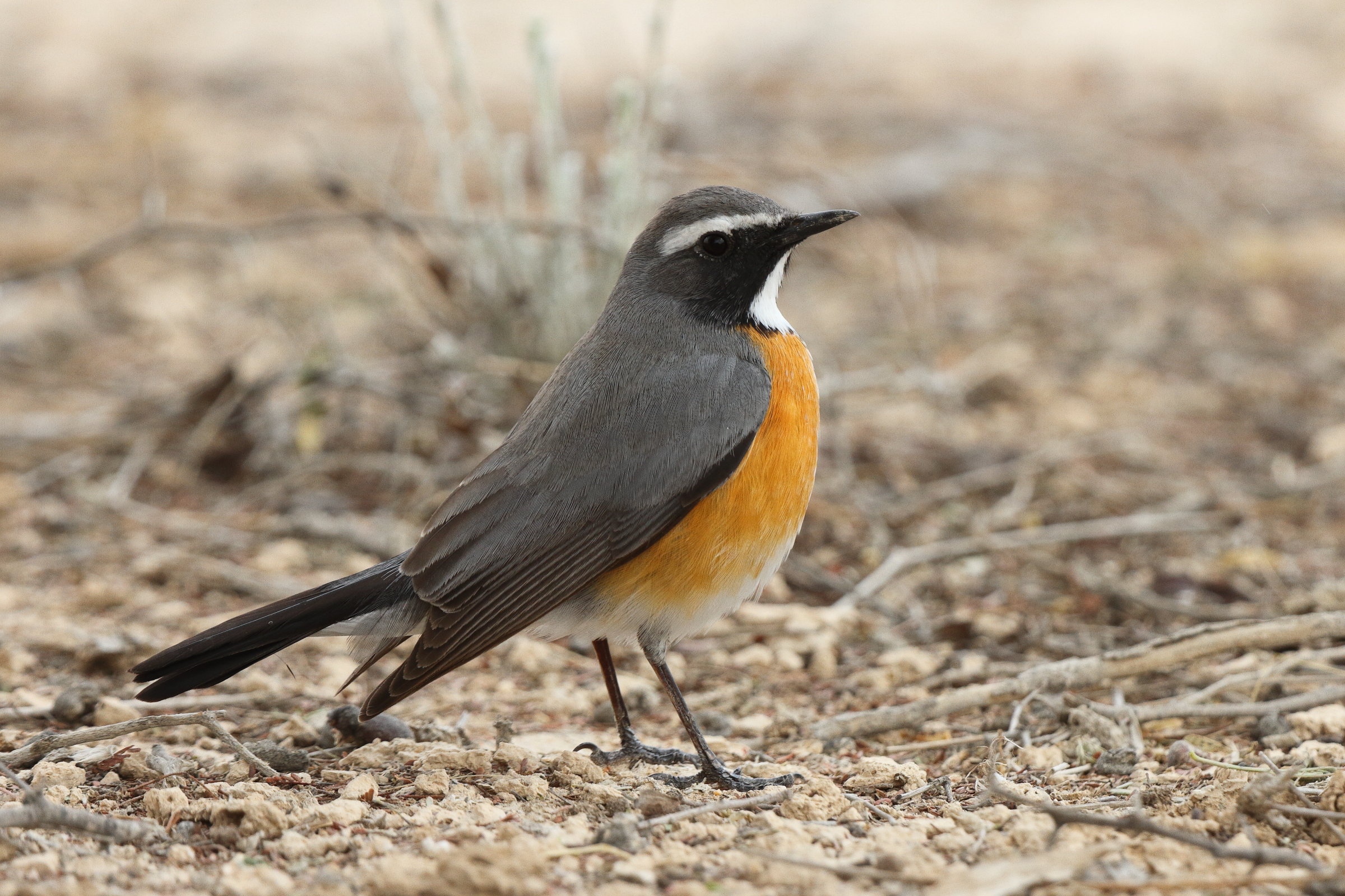 White-throated Robin. Qatar, 22 March 2014 © Neil G. Morris.