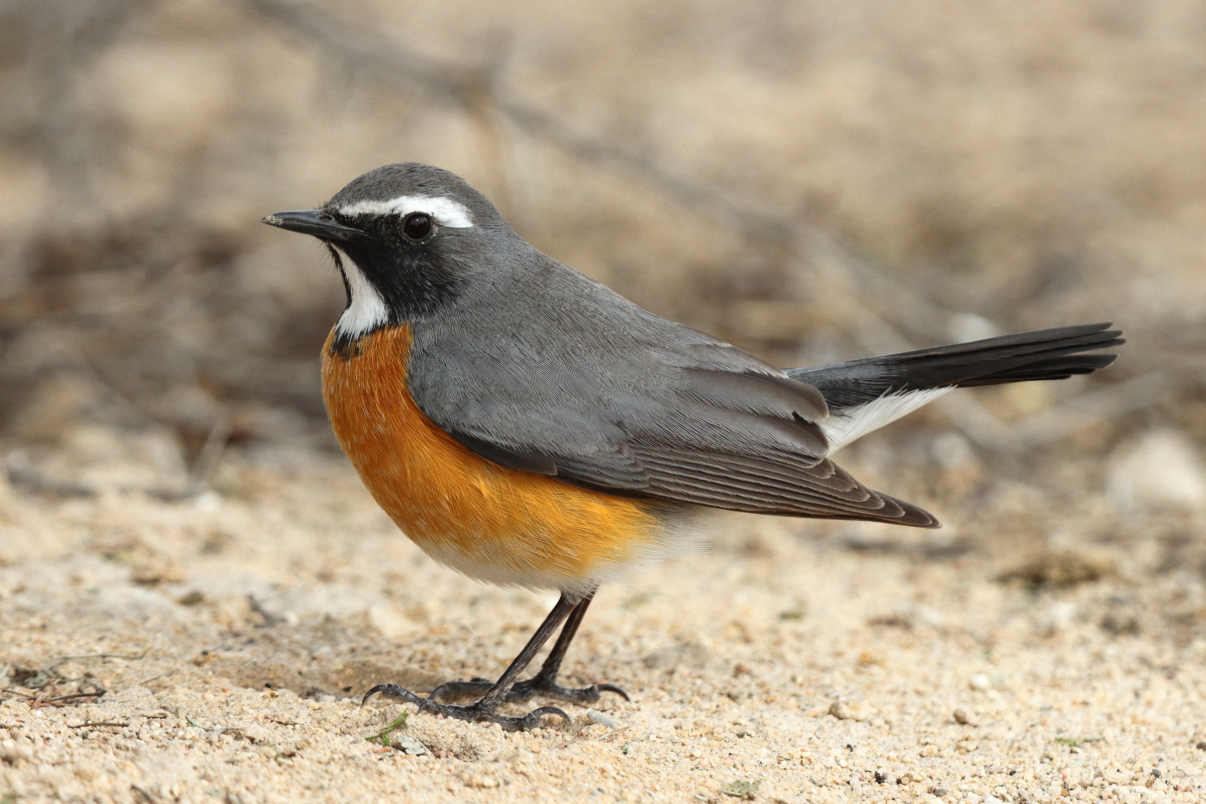 White-throated Robin. Qatar, 22 March 2014 © Neil G. Morris.
