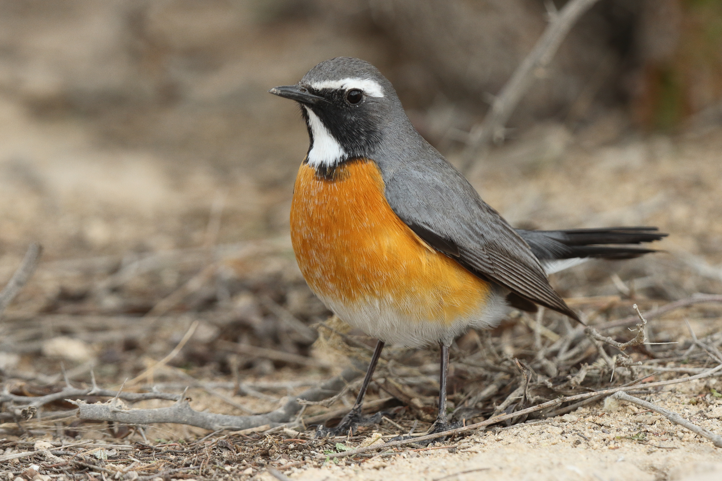 White-throated Robin. Qatar, 22 March 2014 © Neil G. Morris.
