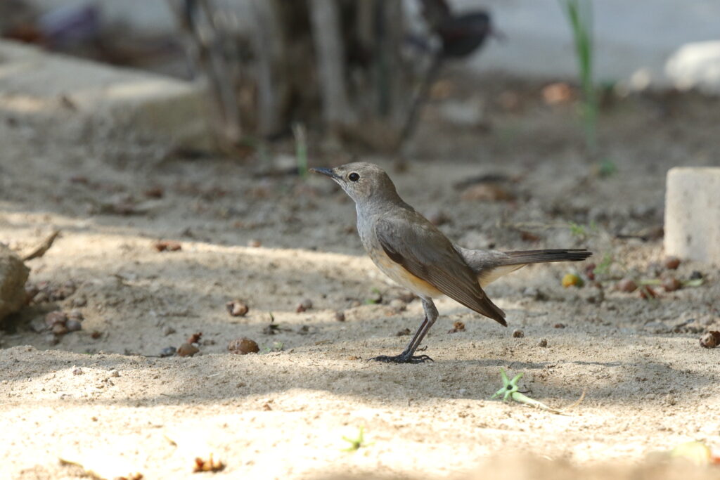 White-throated Robin. Qatar, 09 May 2014 © Neil G. Morris.