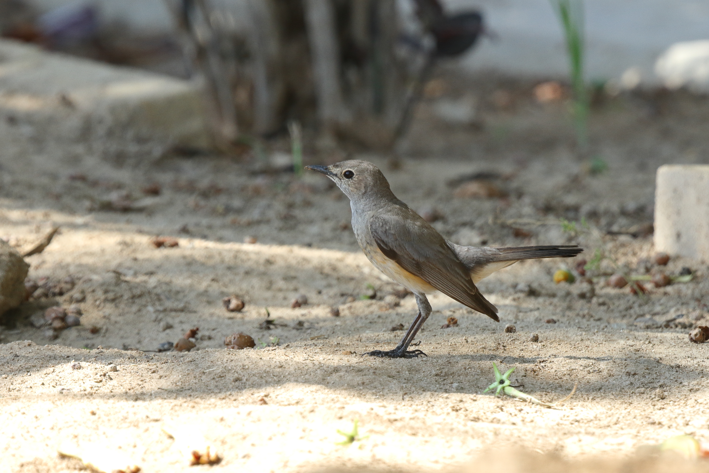 White-throated Robin. Qatar, 09 May 2014 © Neil G. Morris.