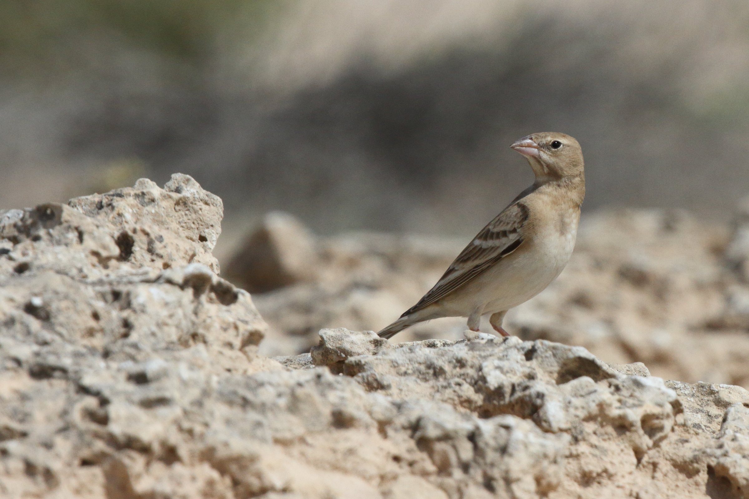 Pale Rockfinch. Qatar, 03 March 2013 © Neil G. Morris.