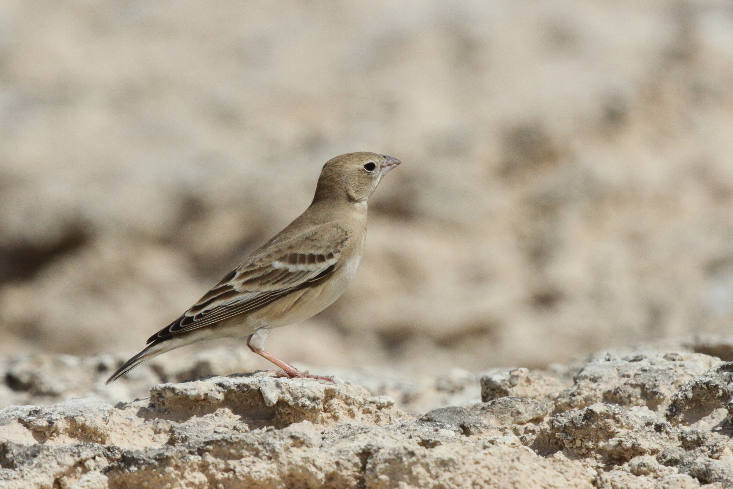 Pale Rockfinch. Qatar, 03 March 2013 © Neil G. Morris.