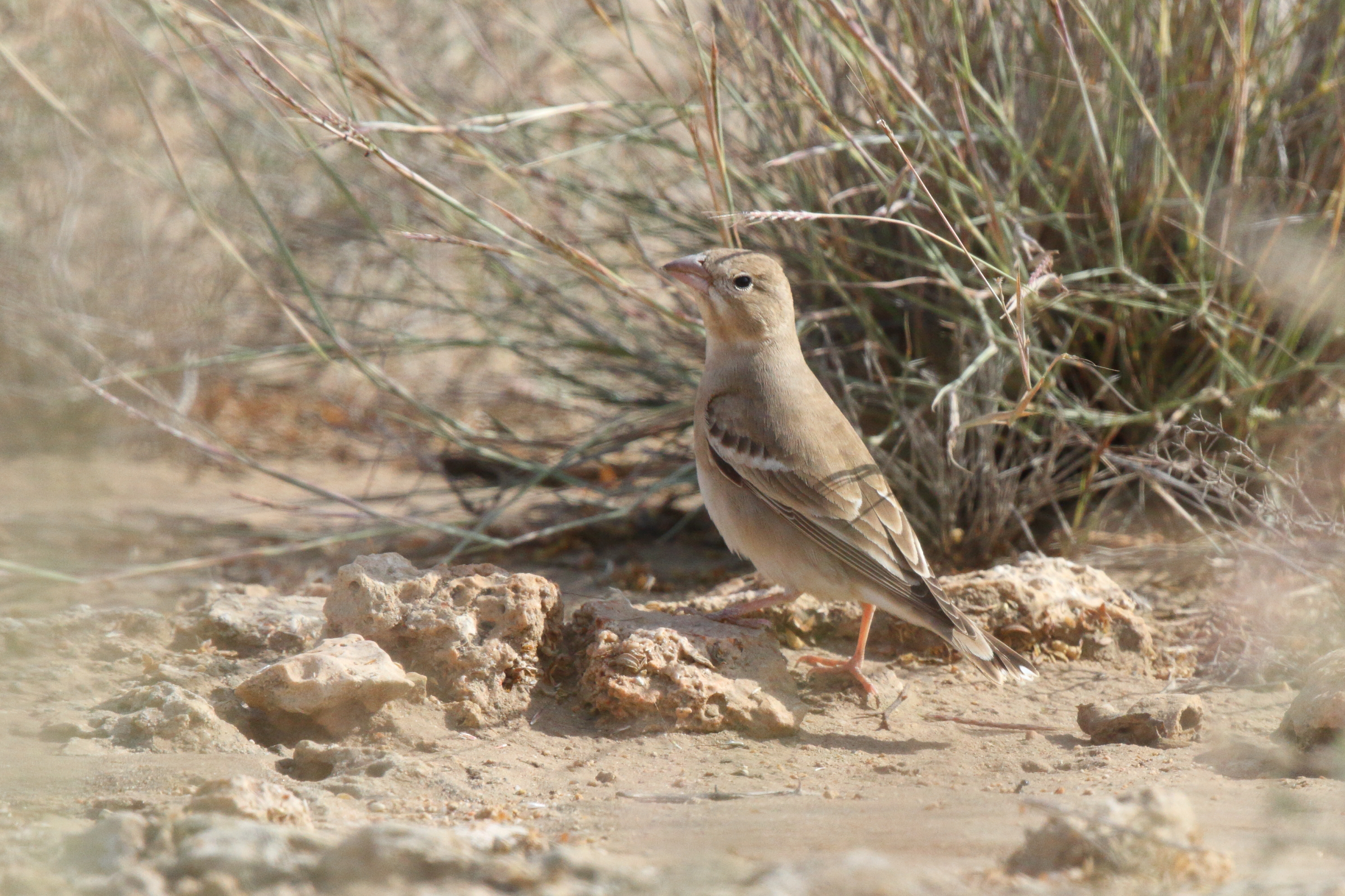 Pale Rockfinch. Qatar, 04 March 2013 © Neil G. Morris.