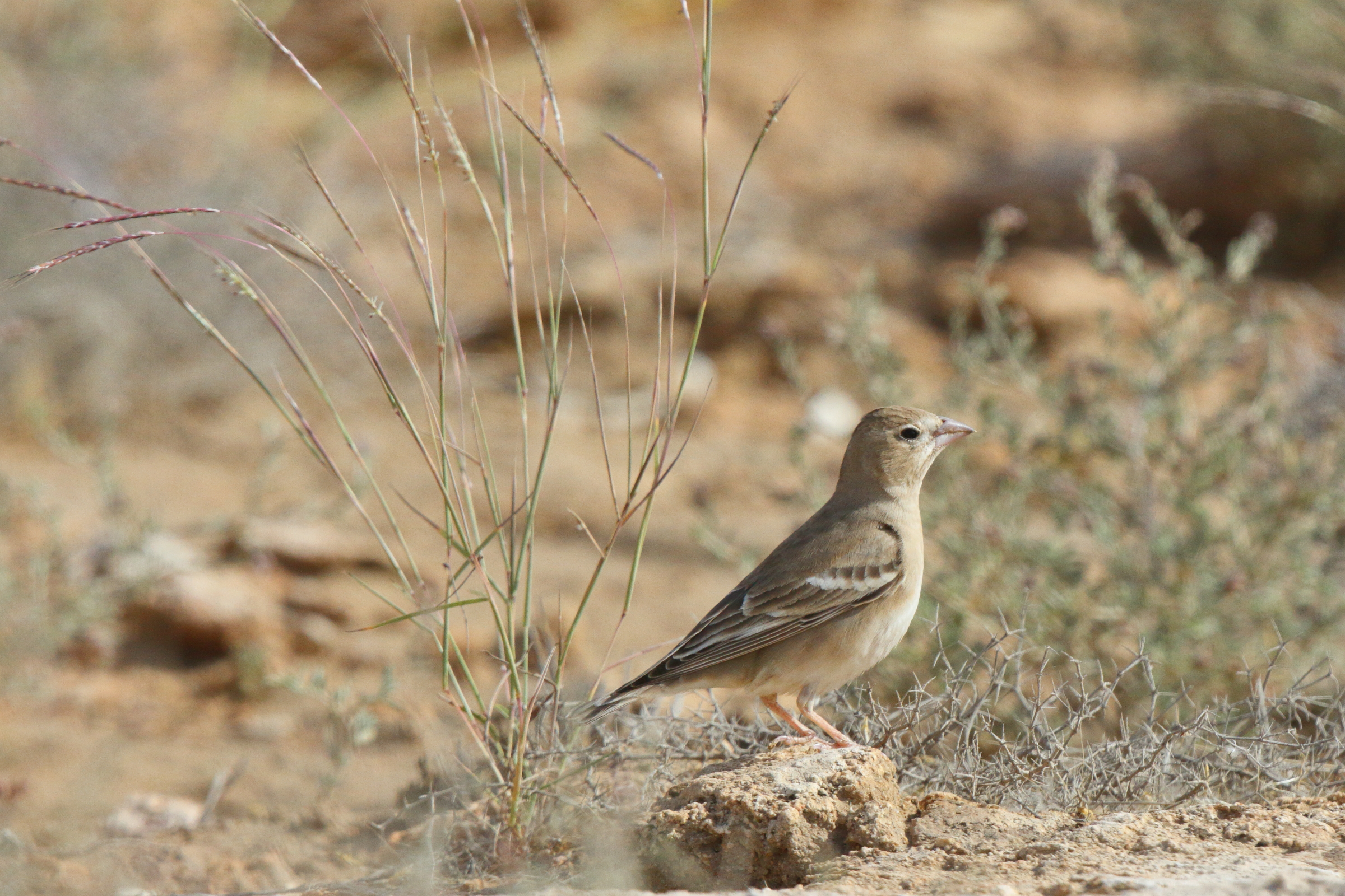 Pale Rockfinch. Qatar, 04 March 2013 © Neil G. Morris.
