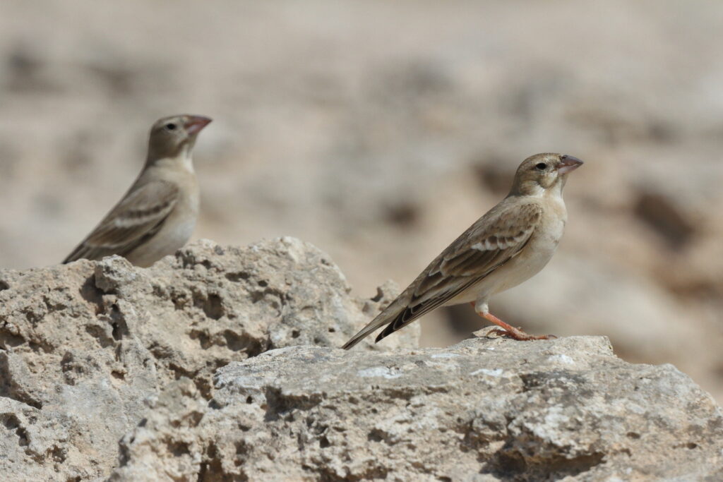 Pale Rockfinch. Qatar, 04 March 2013 © Neil G. Morris.