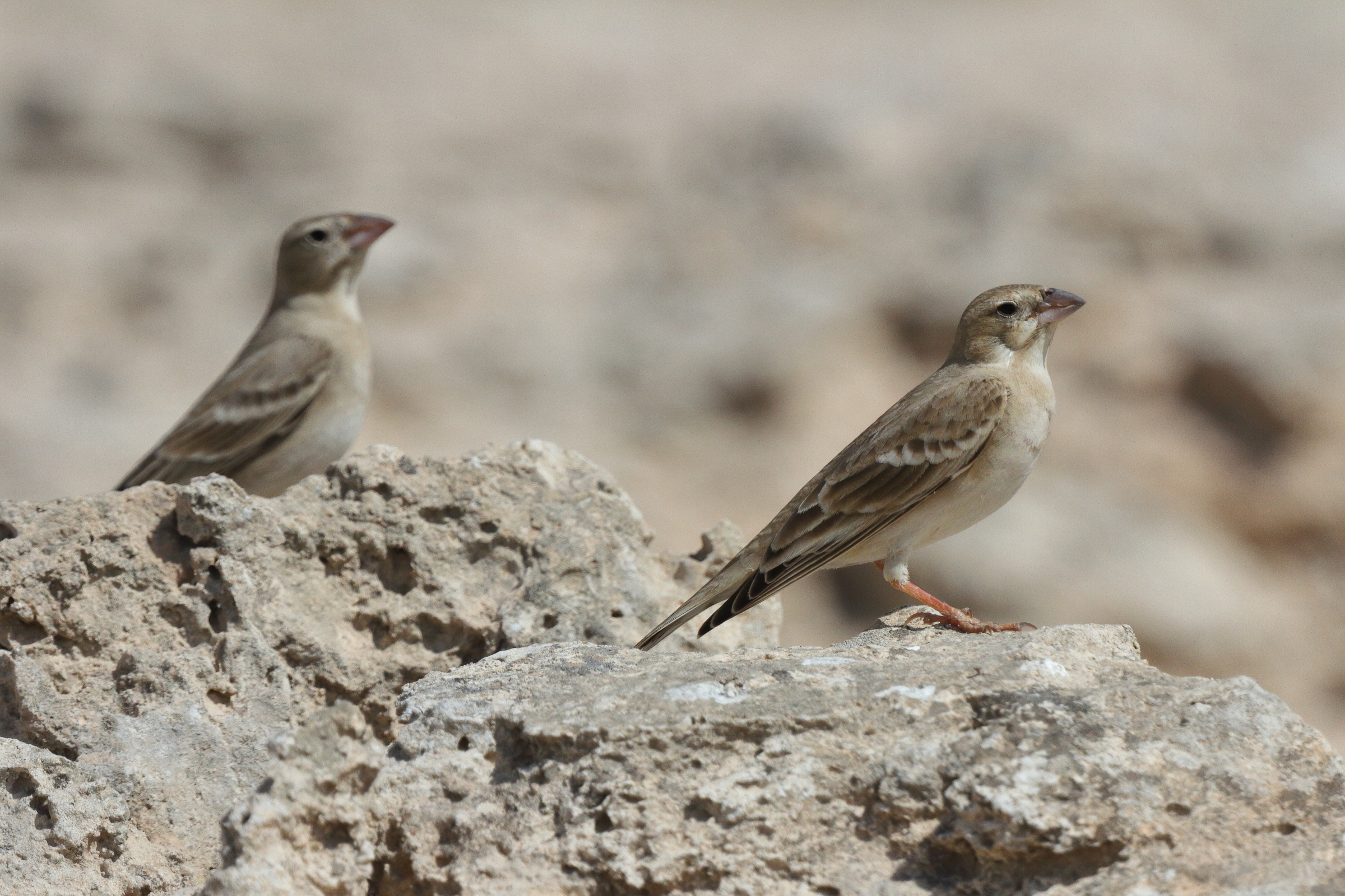 Pale Rockfinch. Qatar, 04 March 2013 © Neil G. Morris.