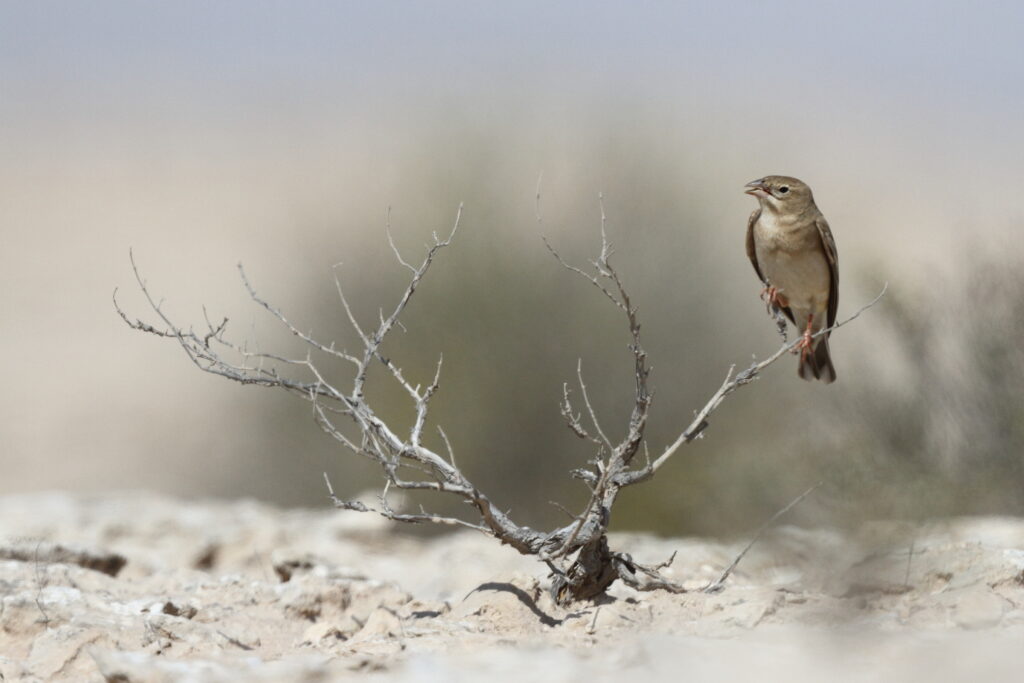 Pale Rockfinch. Qatar, 04 March 2013 © Neil G. Morris.