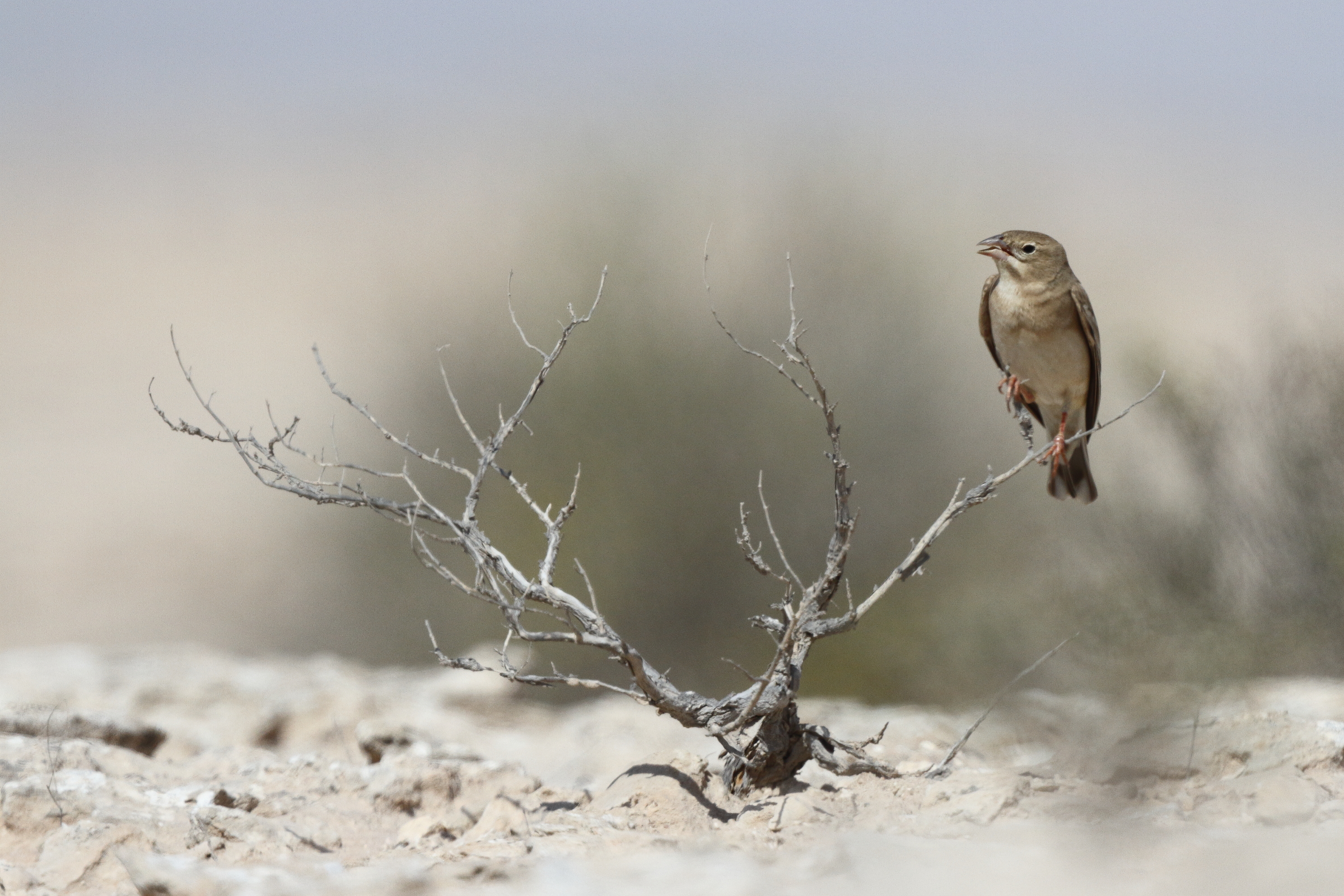 Pale Rockfinch. Qatar, 04 March 2013 © Neil G. Morris.