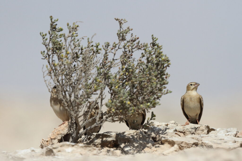 Pale Rockfinch. Qatar, 04 March 2013 © Neil G. Morris.