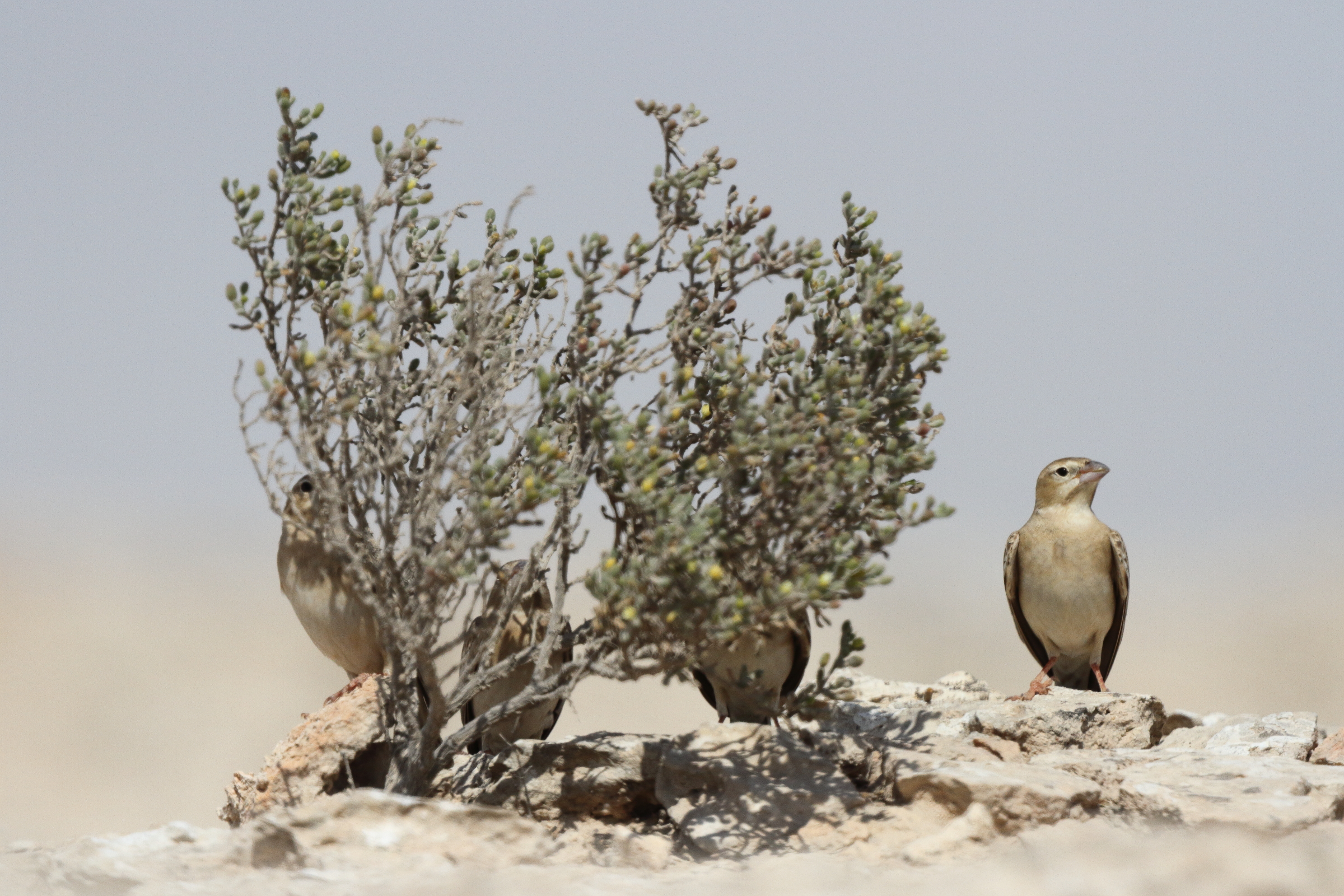 Pale Rockfinch. Qatar, 04 March 2013 © Neil G. Morris.