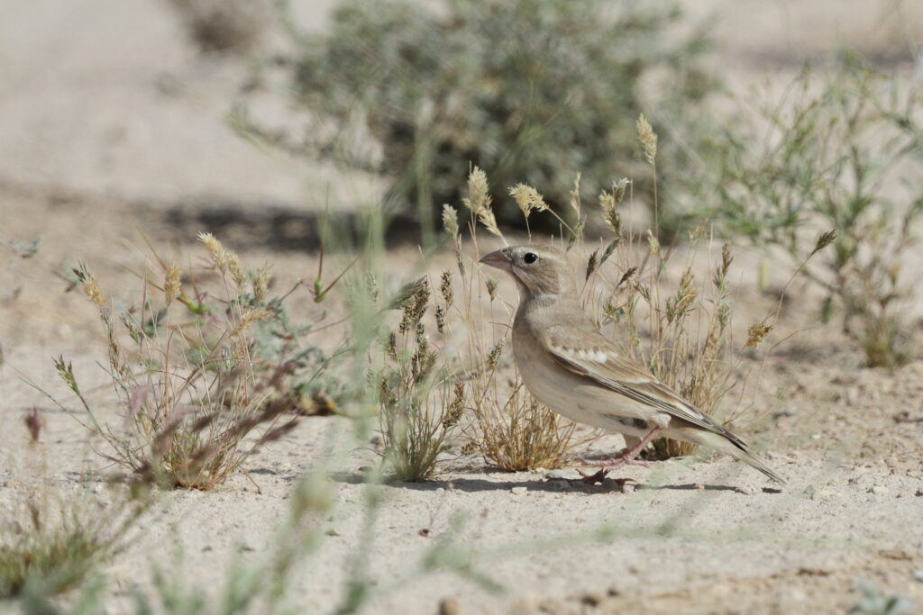 Pale Rockfinch. Qatar, 04 March 2013 © Neil G. Morris.