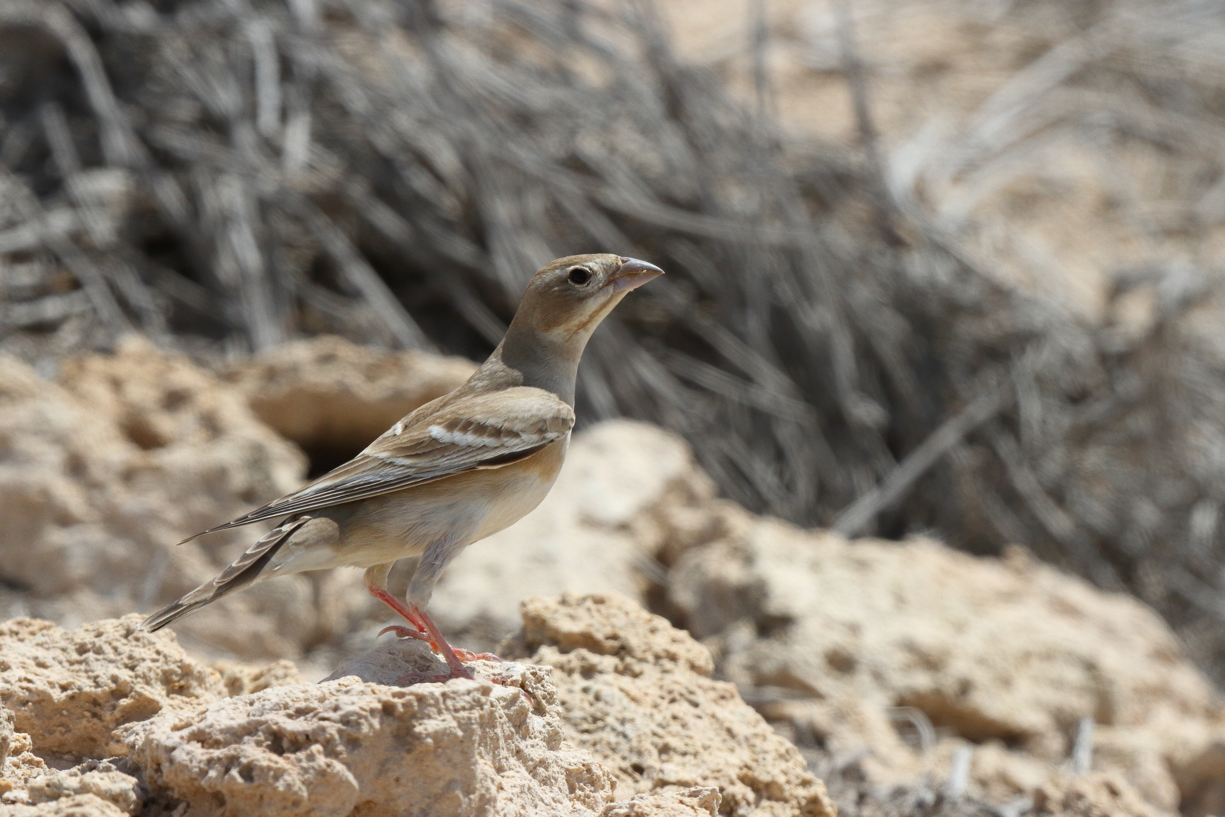 Pale Rockfinch. Qatar, 17 March 2013 © Neil G. Morris.