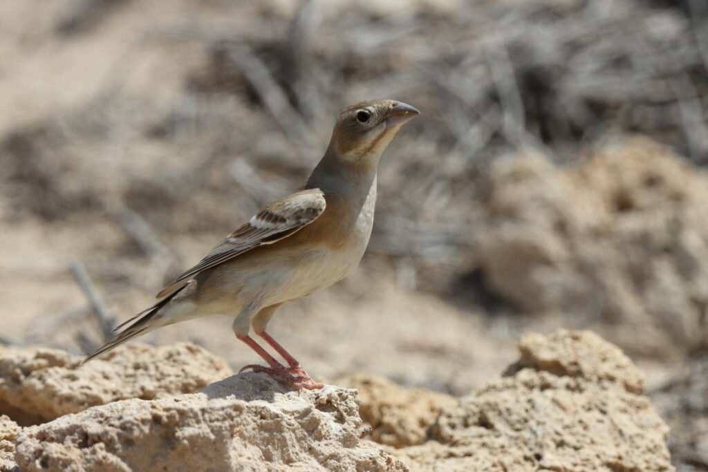 Pale Rockfinch. Qatar, 17 March 2013 © Neil G. Morris.