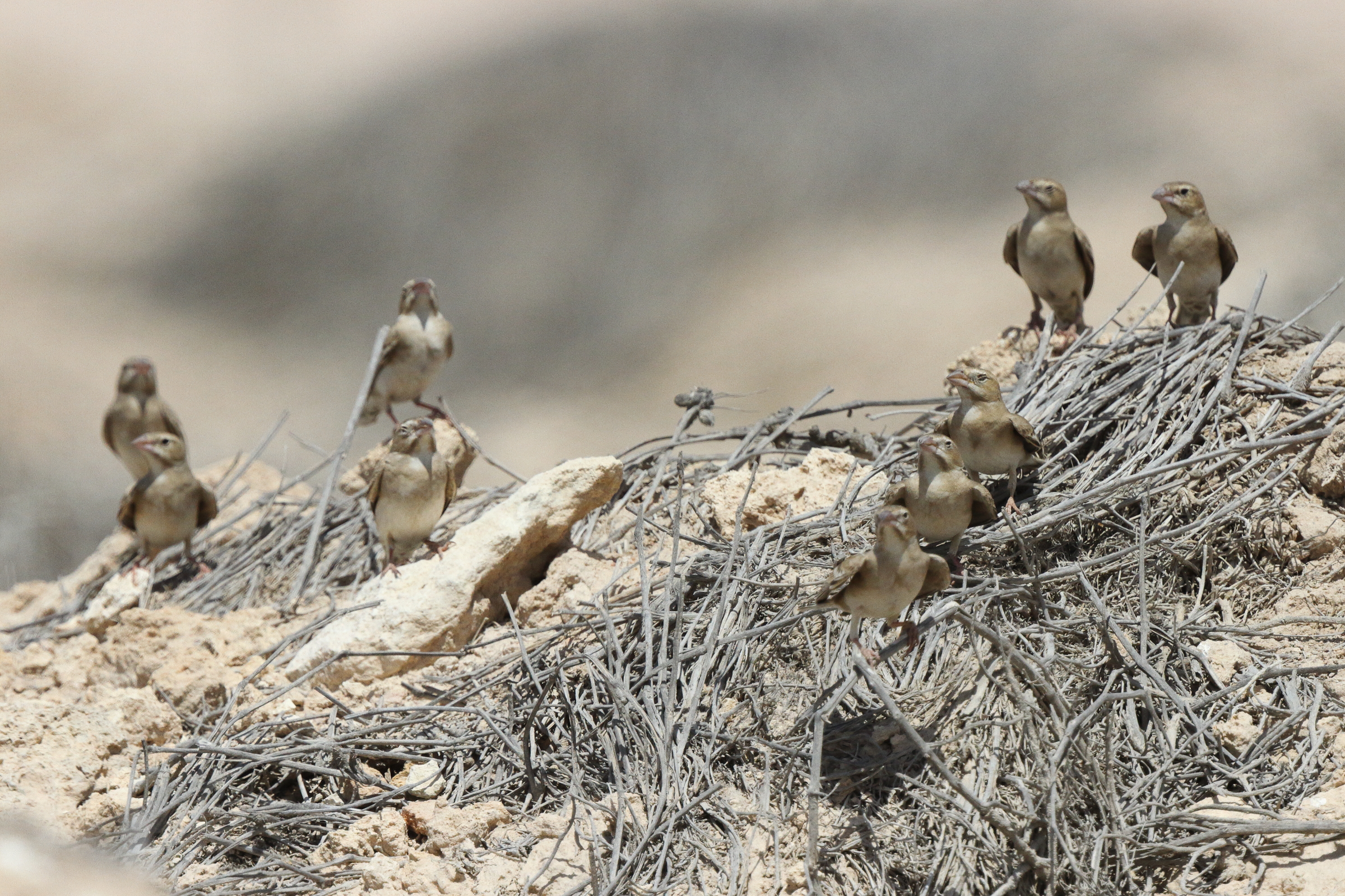Pale Rockfinch. Qatar, 17 March 2013 © Neil G. Morris.
