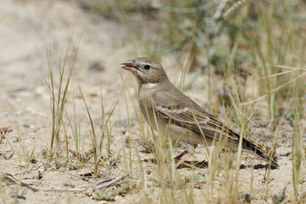 Pale Rockfinch. Qatar, 23 March 2013 © Neil G. Morris.