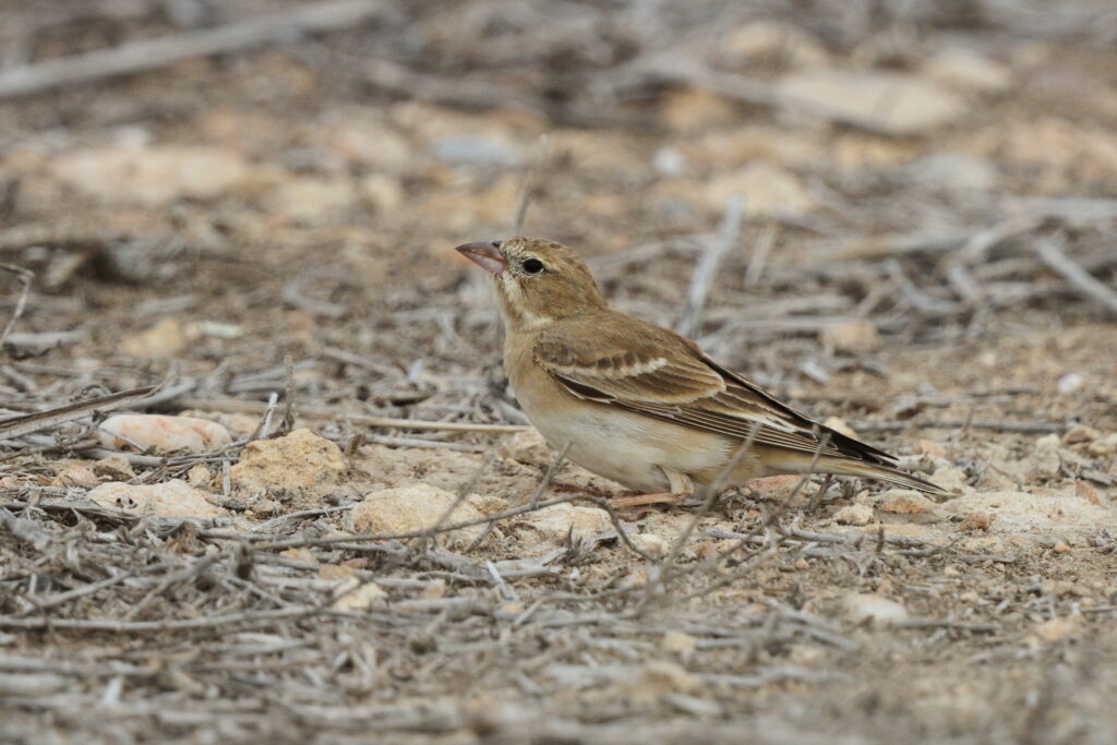 Pale Rockfinch. Qatar, 25 March 2013 © Neil G. Morris.