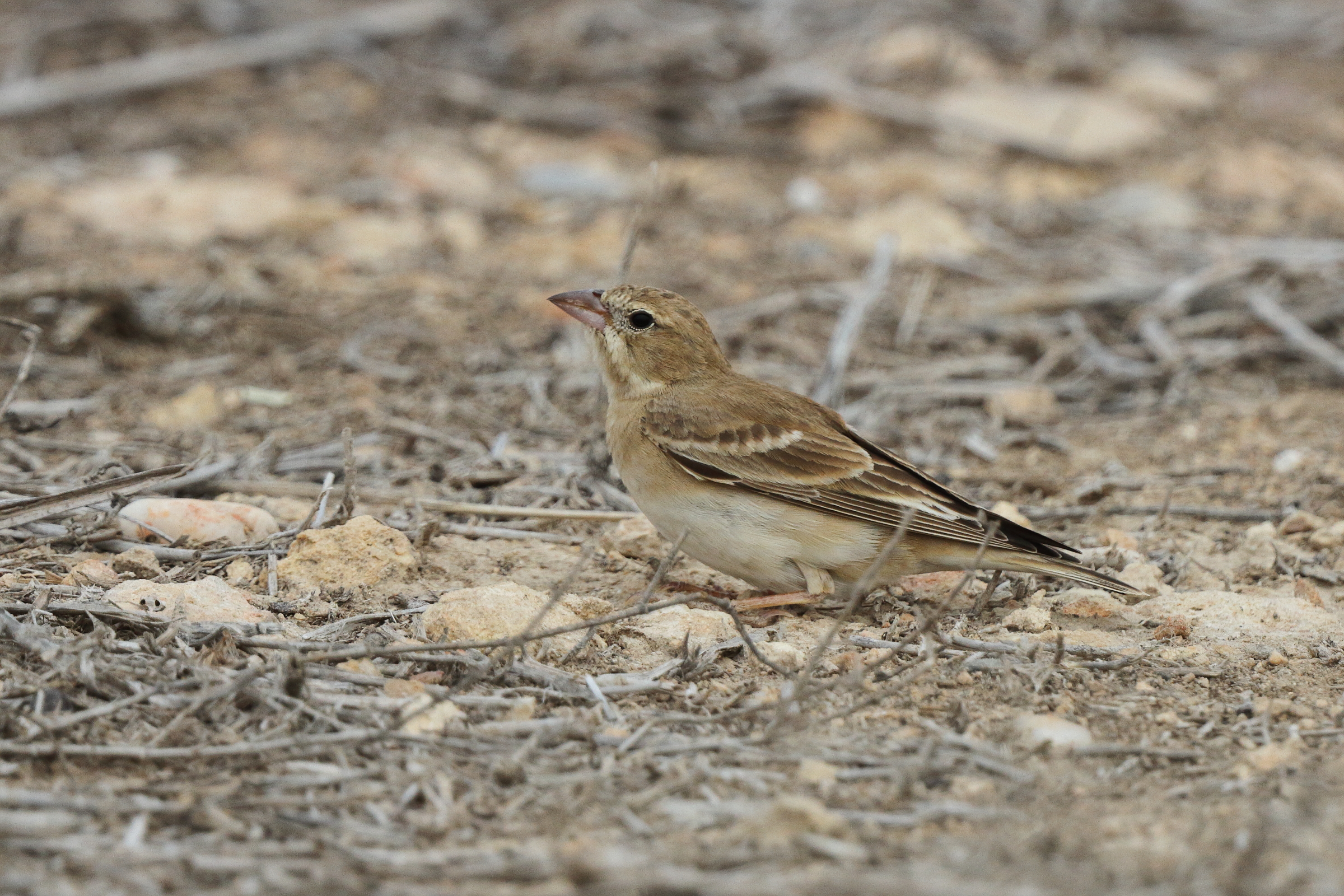 Pale Rockfinch. Qatar, 25 March 2013 © Neil G. Morris.