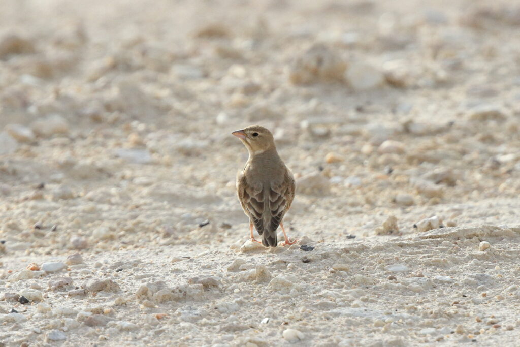 Pale Rockfinch. Qatar, 01 April 2015 © Neil G. Morris.
