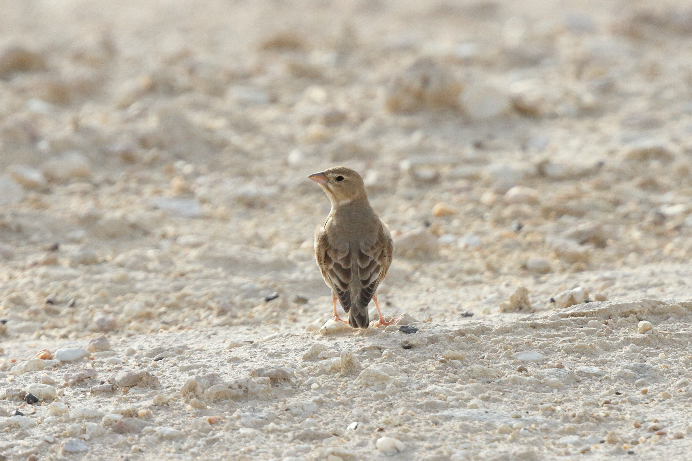 Pale Rockfinch. Qatar, 01 April 2015 © Neil G. Morris.