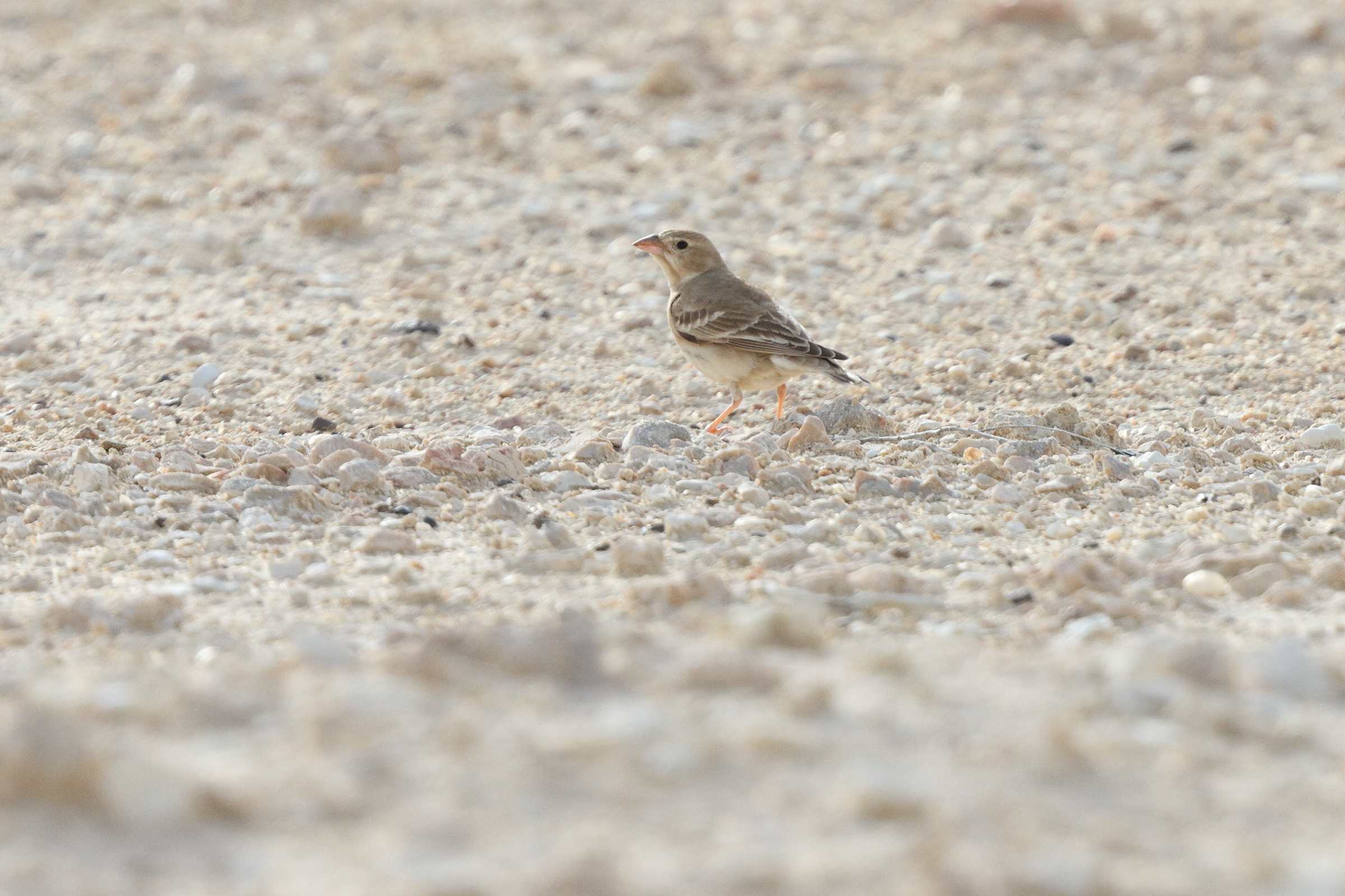 Pale Rockfinch. Qatar, 01 April 2015 © Neil G. Morris.