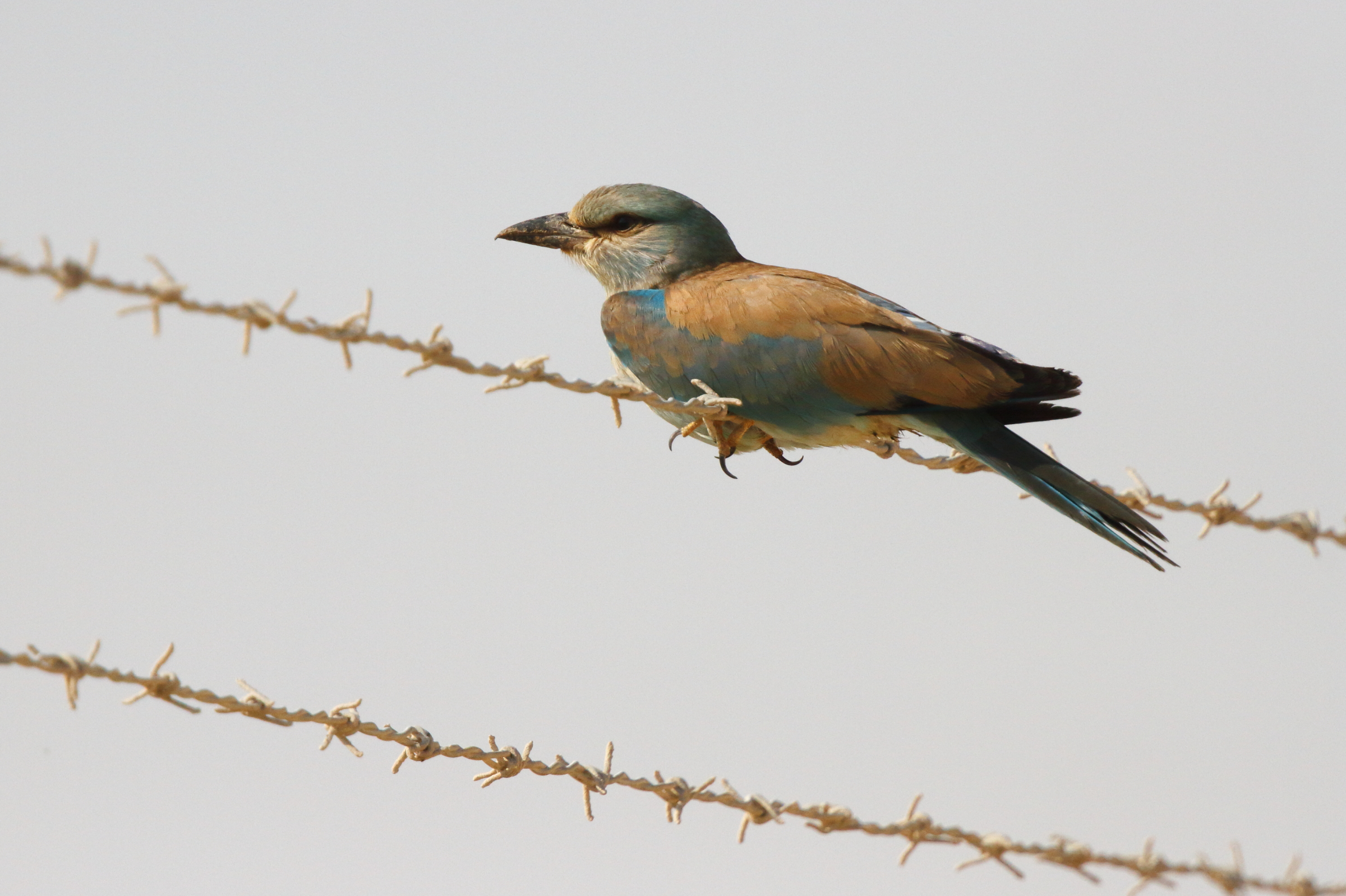 European Roller. Qatar, 26 October 2012 © Neil G. Morris.