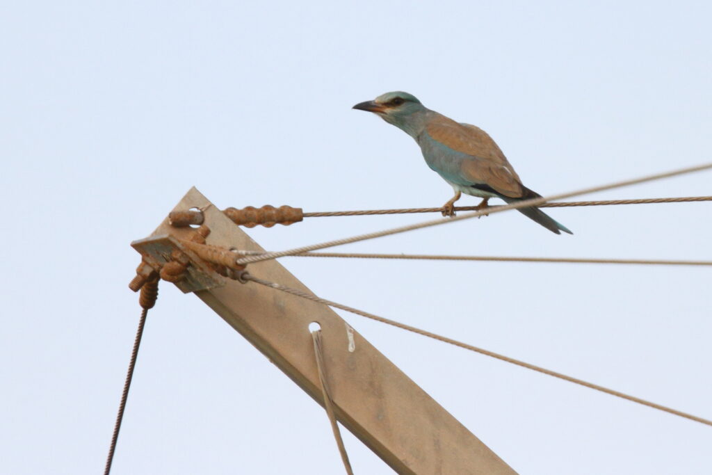 European Roller. Qatar, 14 November 2012 © Neil G. Morris.