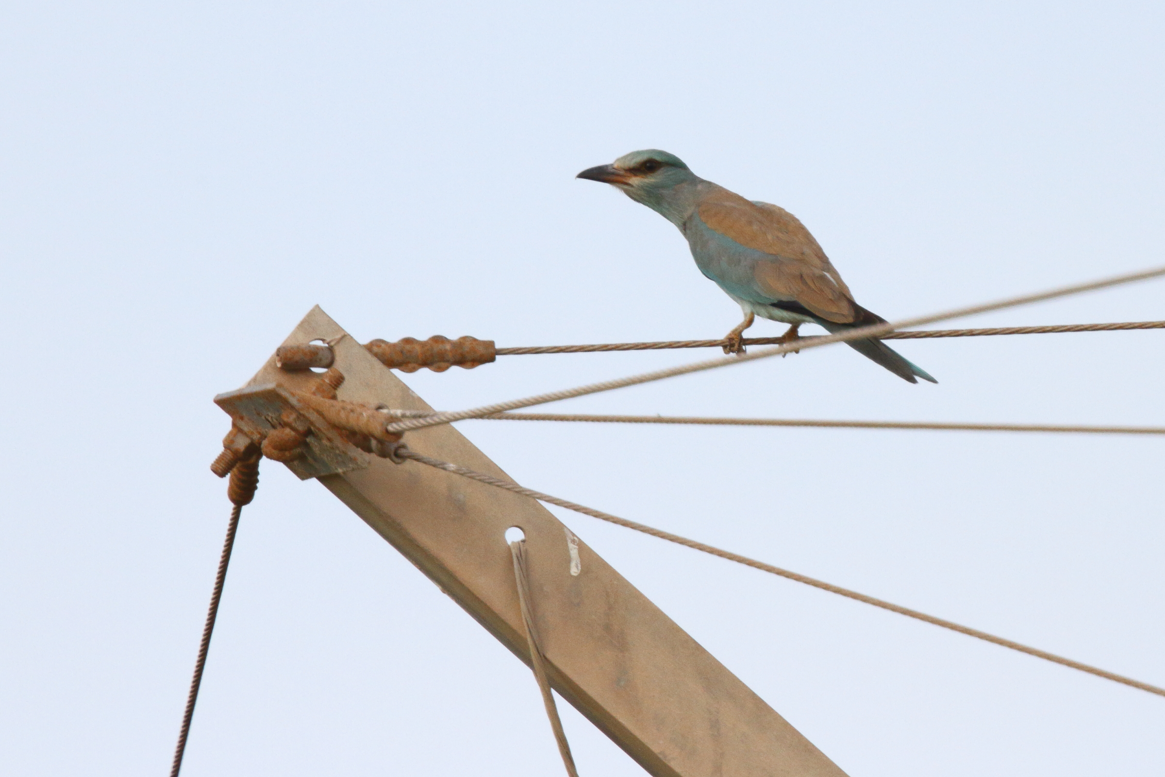 European Roller. Qatar, 14 November 2012 © Neil G. Morris.