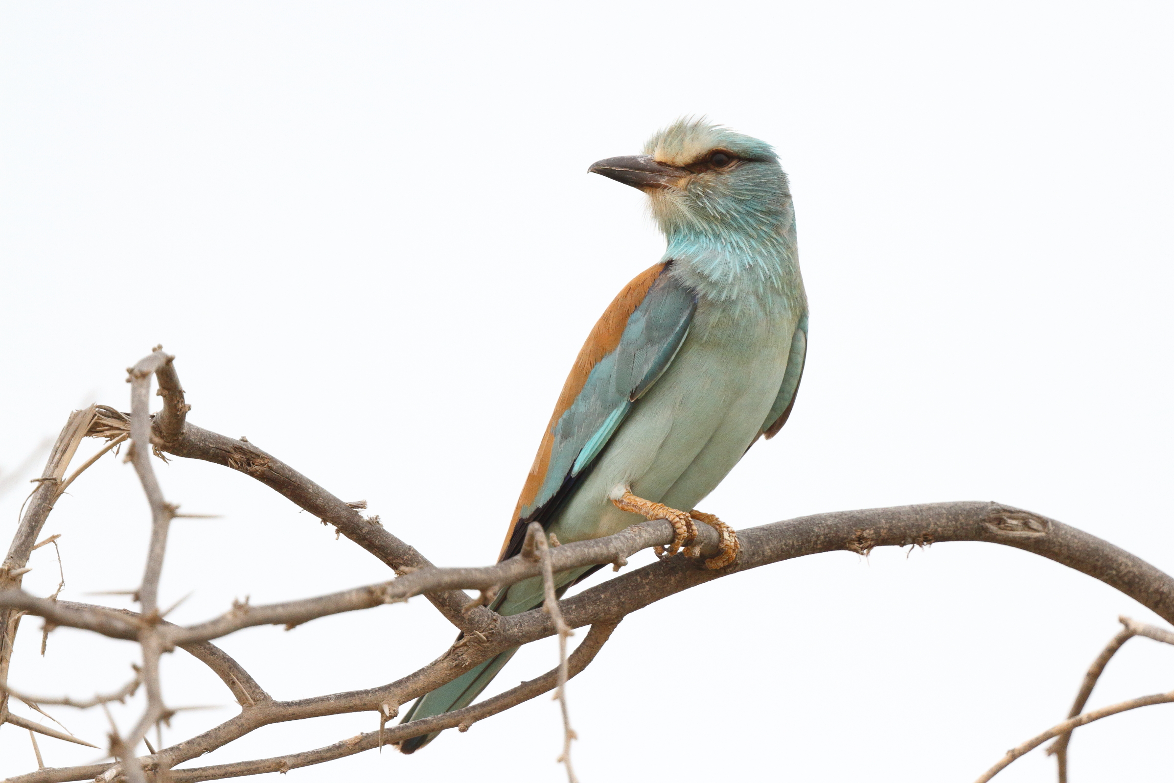 European Roller. Qatar, 14 April 2013 © Neil G. Morris.