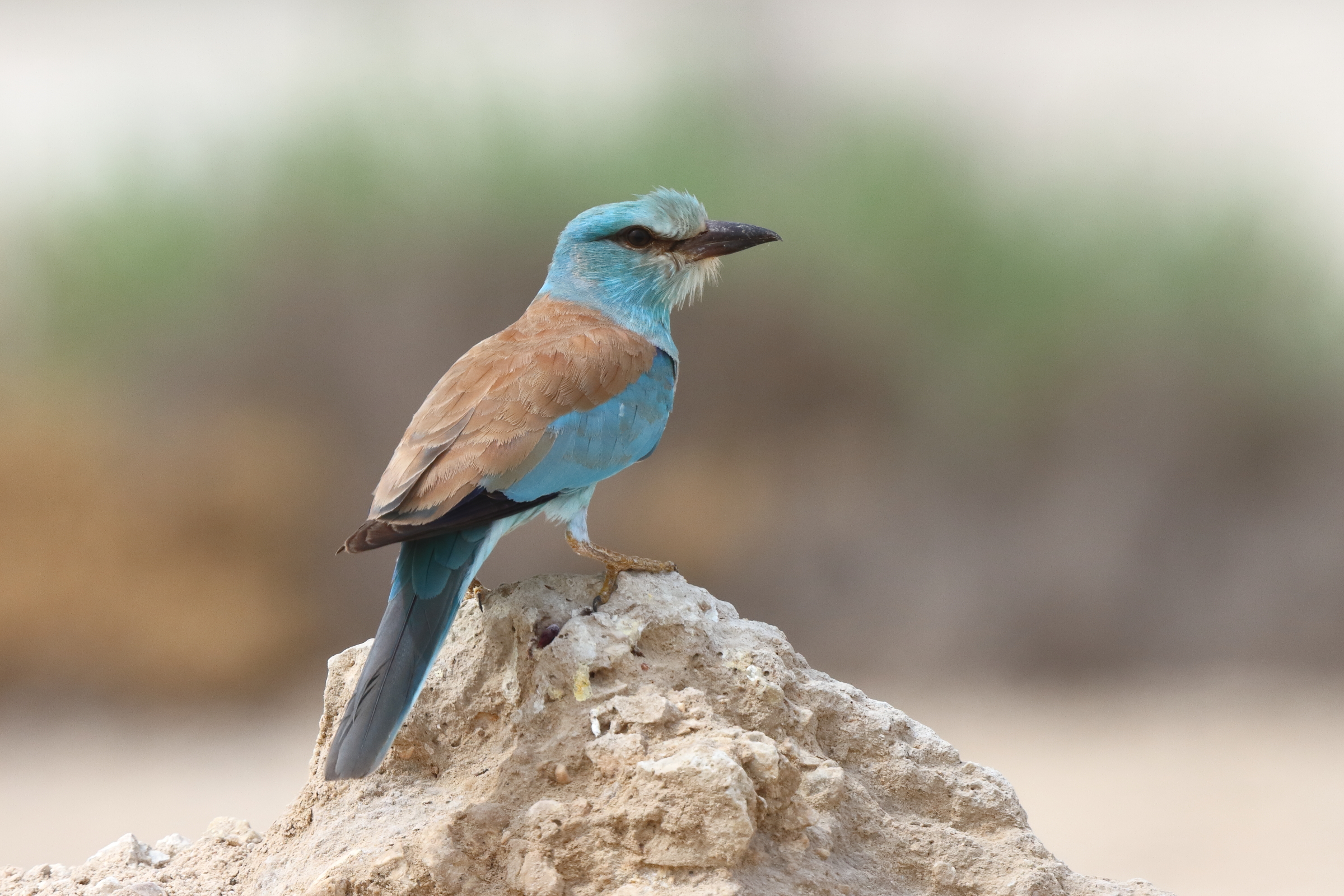 European Roller. Qatar, 30 April 2014 © Neil G. Morris.