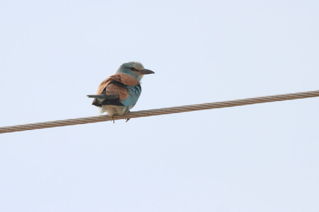European Roller. Qatar, 07 May 2014 © Neil G. Morris.