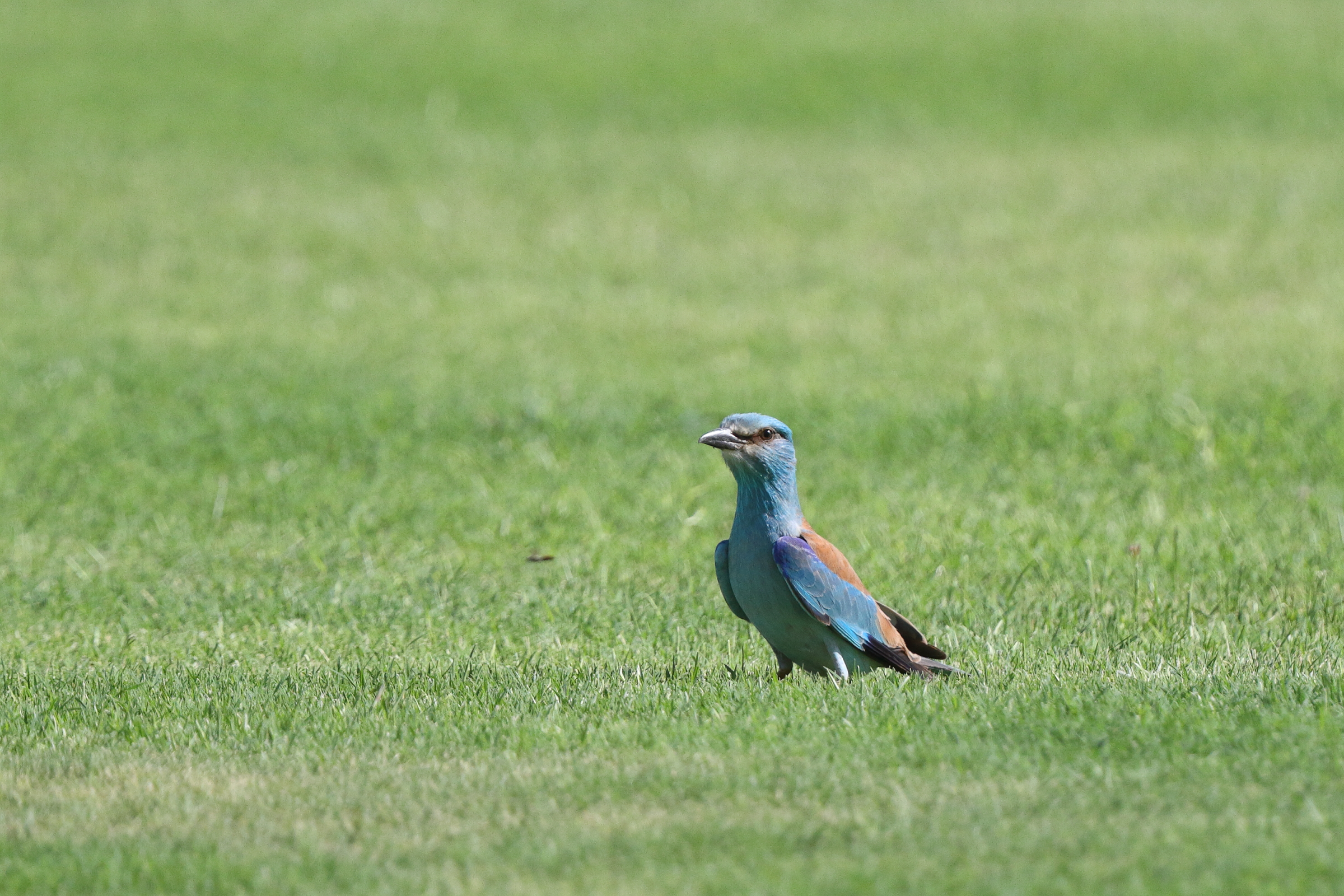 European Roller. Qatar, 15 May 2014 © Neil G. Morris.