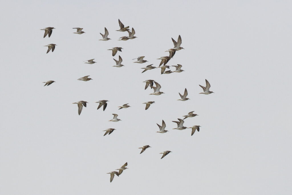 Ruff. Qatar, 14 November 2013 © Neil G. Morris.