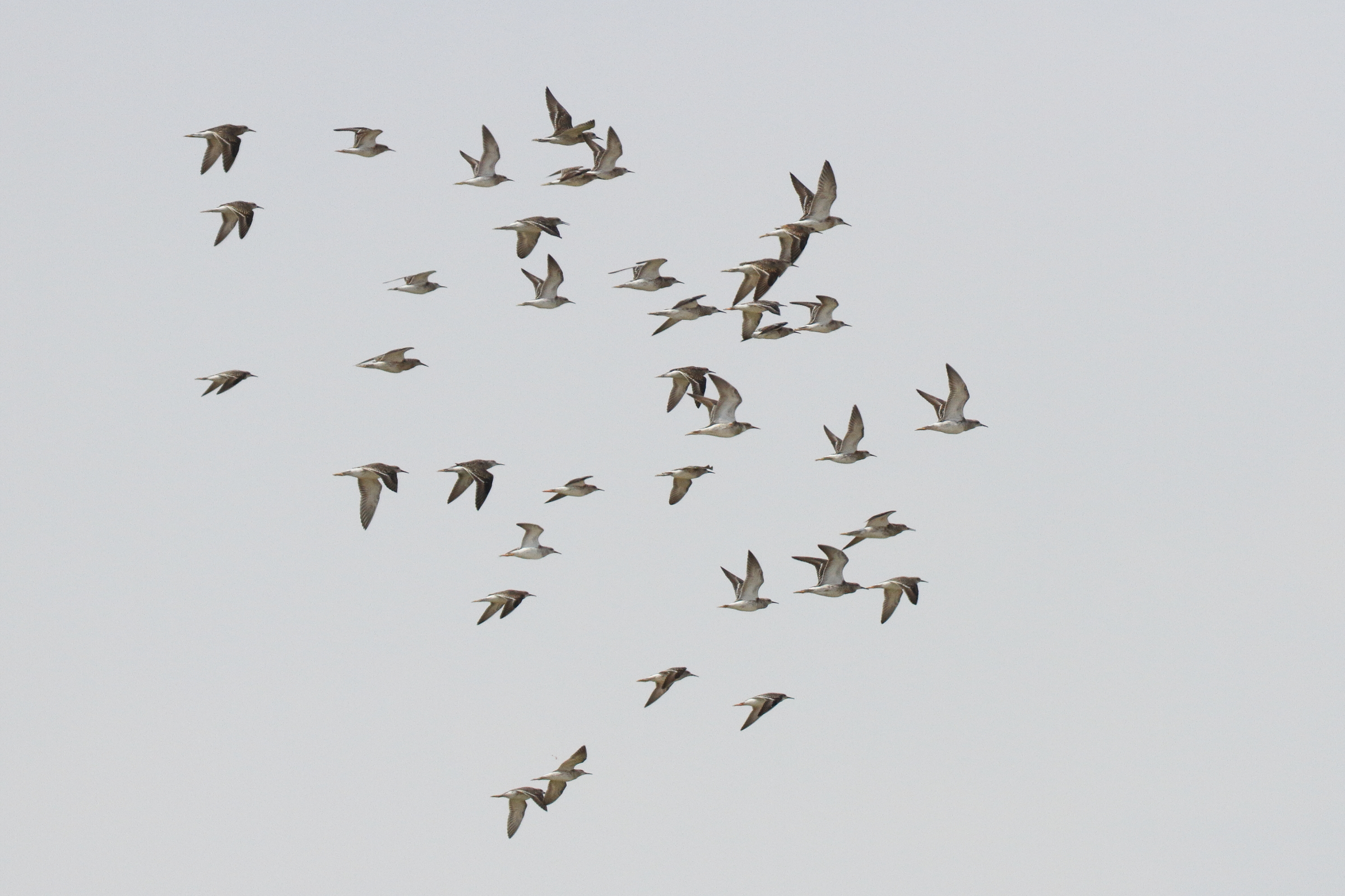 Ruff. Qatar, 14 November 2013 © Neil G. Morris.