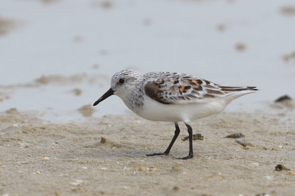 Sanderling. Qatar, 30 April 2014 © Neil G. Morris.