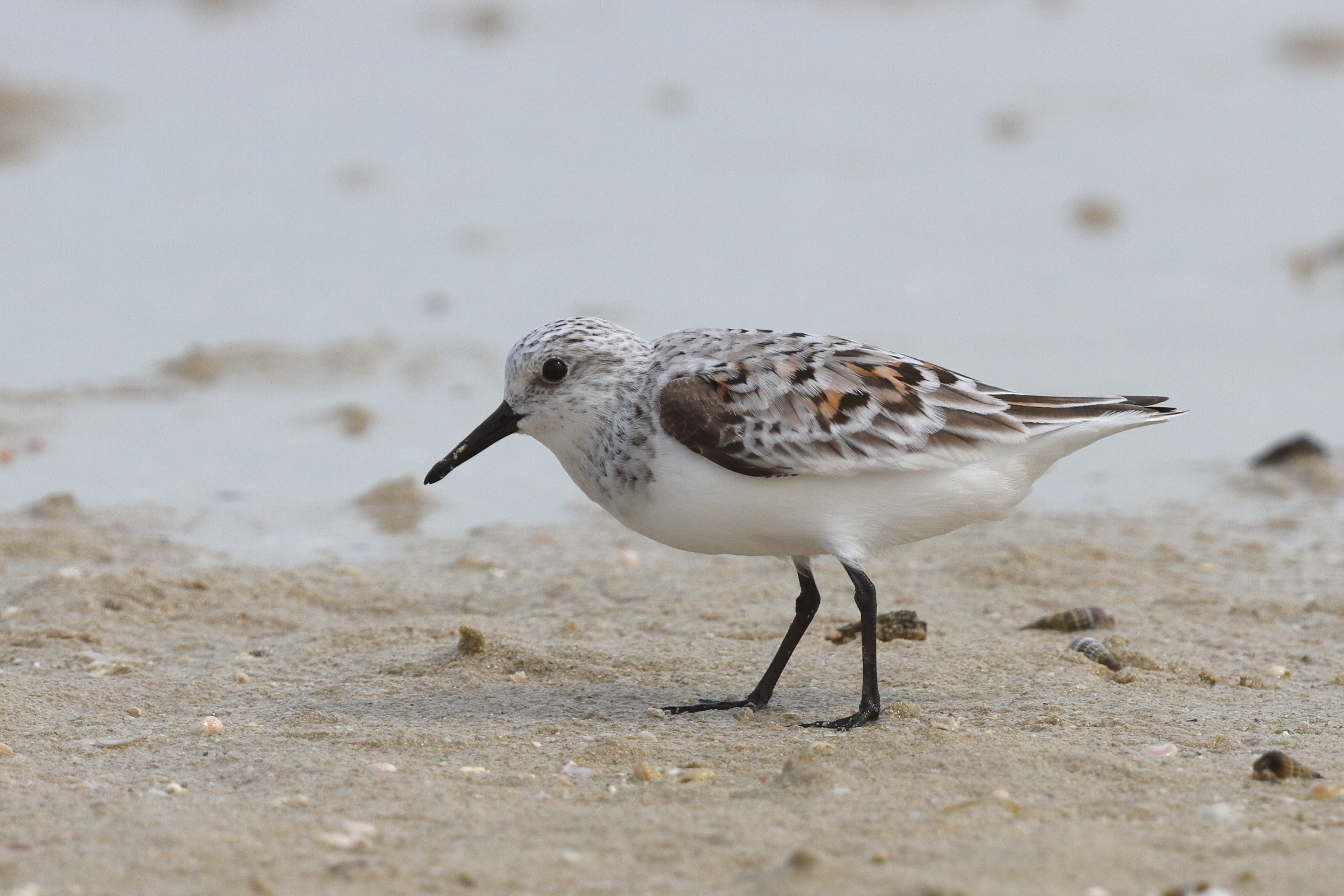 Sanderling. Qatar, 30 April 2014 © Neil G. Morris.