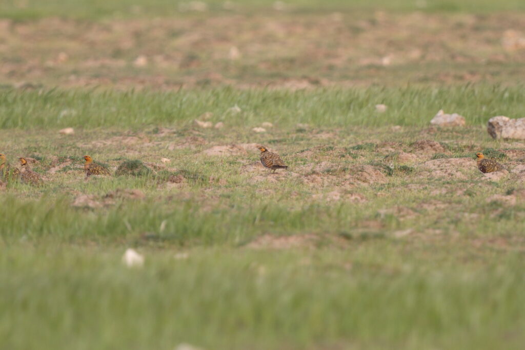 Pin-tailed Sandgrouse. Qatar, 03 March 2016 © Neil G. Morris.
