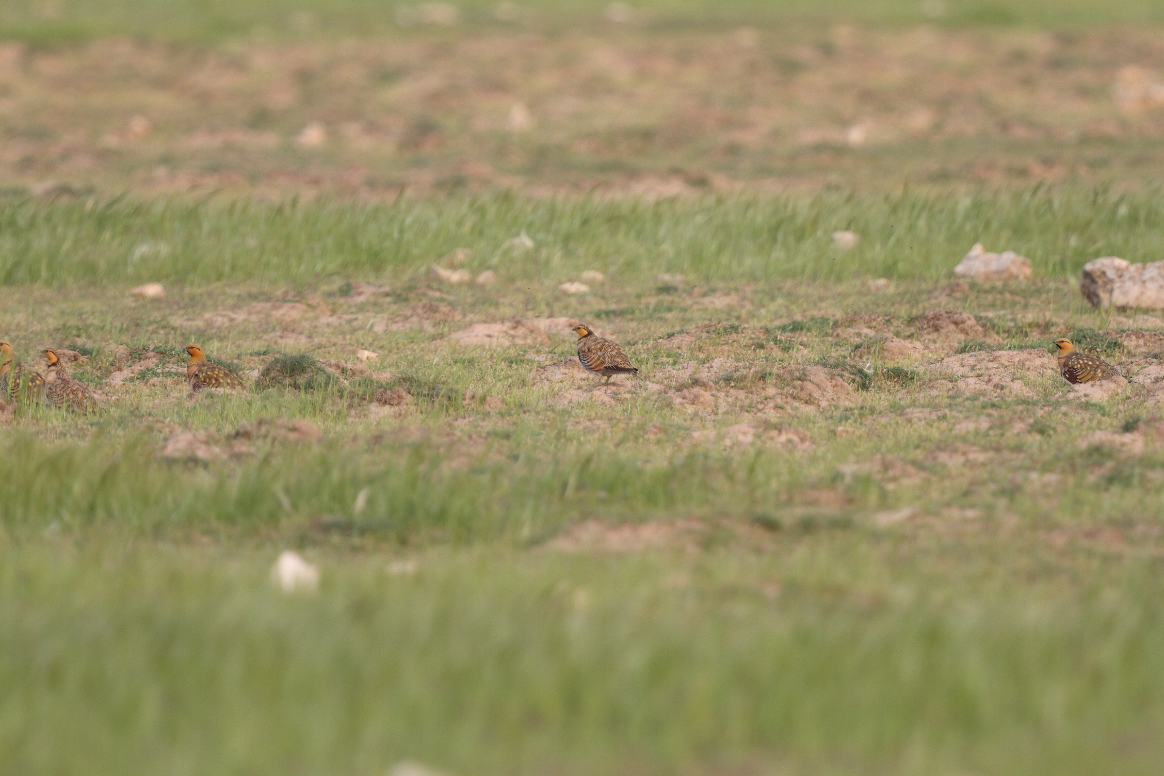 Pin-tailed Sandgrouse. Qatar, 03 March 2016 © Neil G. Morris.