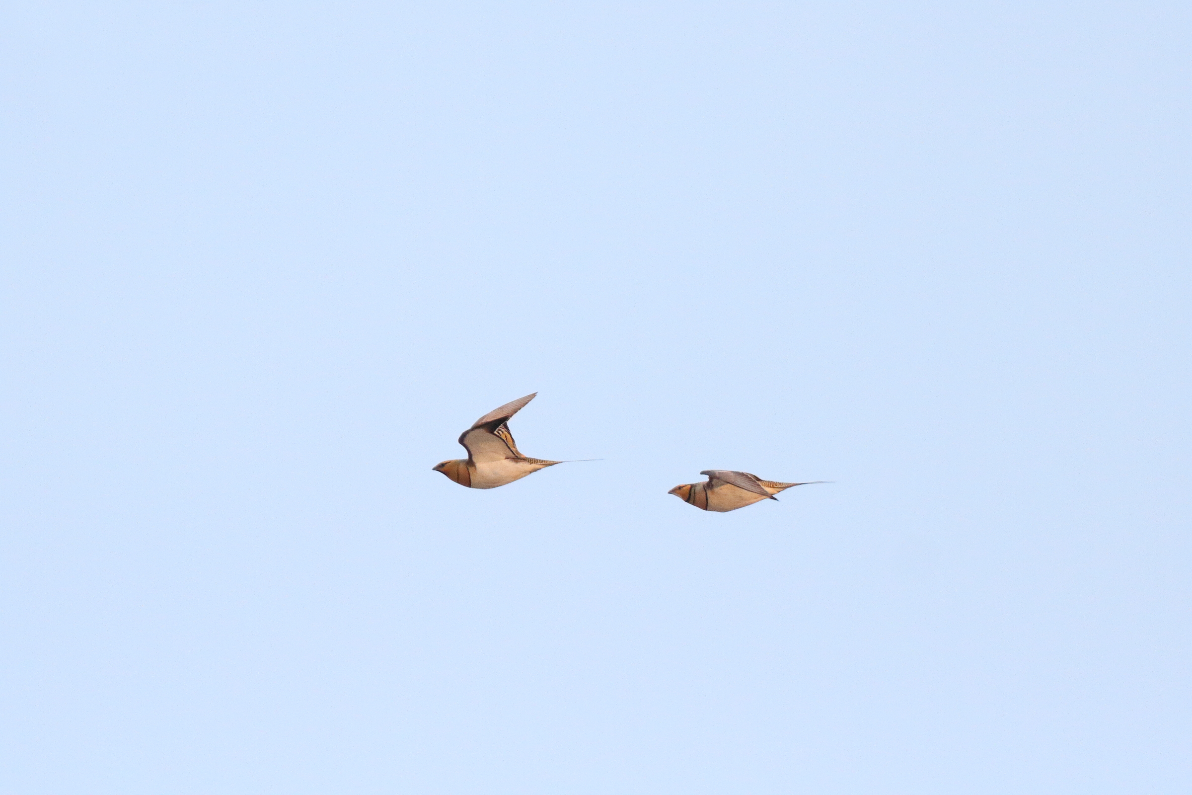 Pin-tailed Sandgrouse. Qatar, 03 March 2016 © Neil G. Morris.