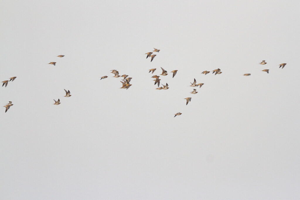 Pin-tailed Sandgrouse. Qatar, 03 March 2016 © Neil G. Morris.