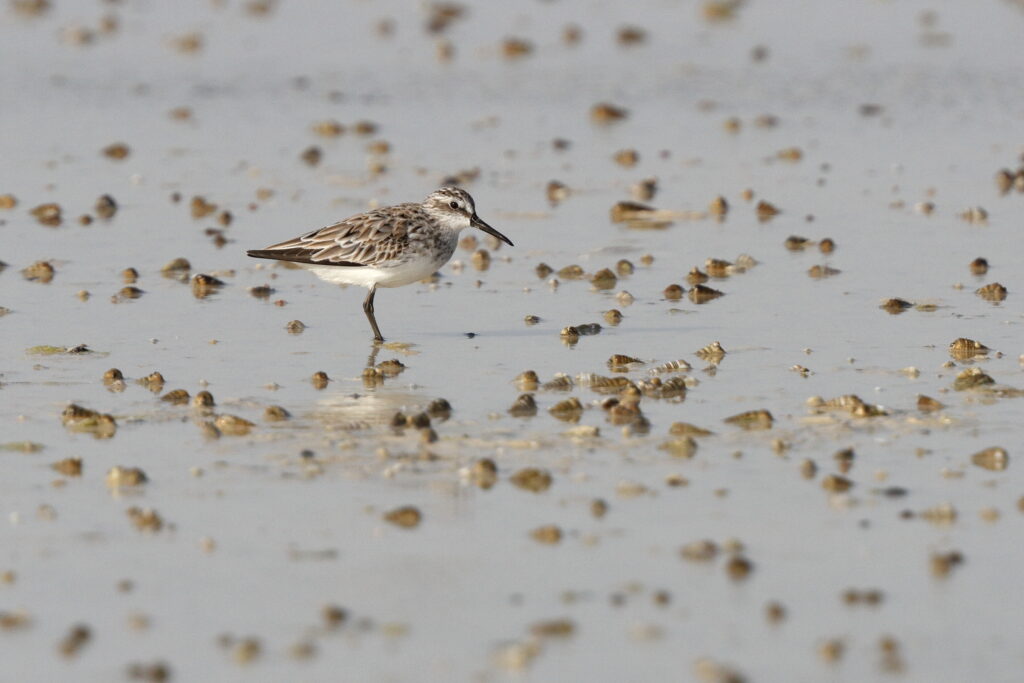 Broad-billed Sandpiper. Qatar, 05 March 2013 © Neil G. Morris.