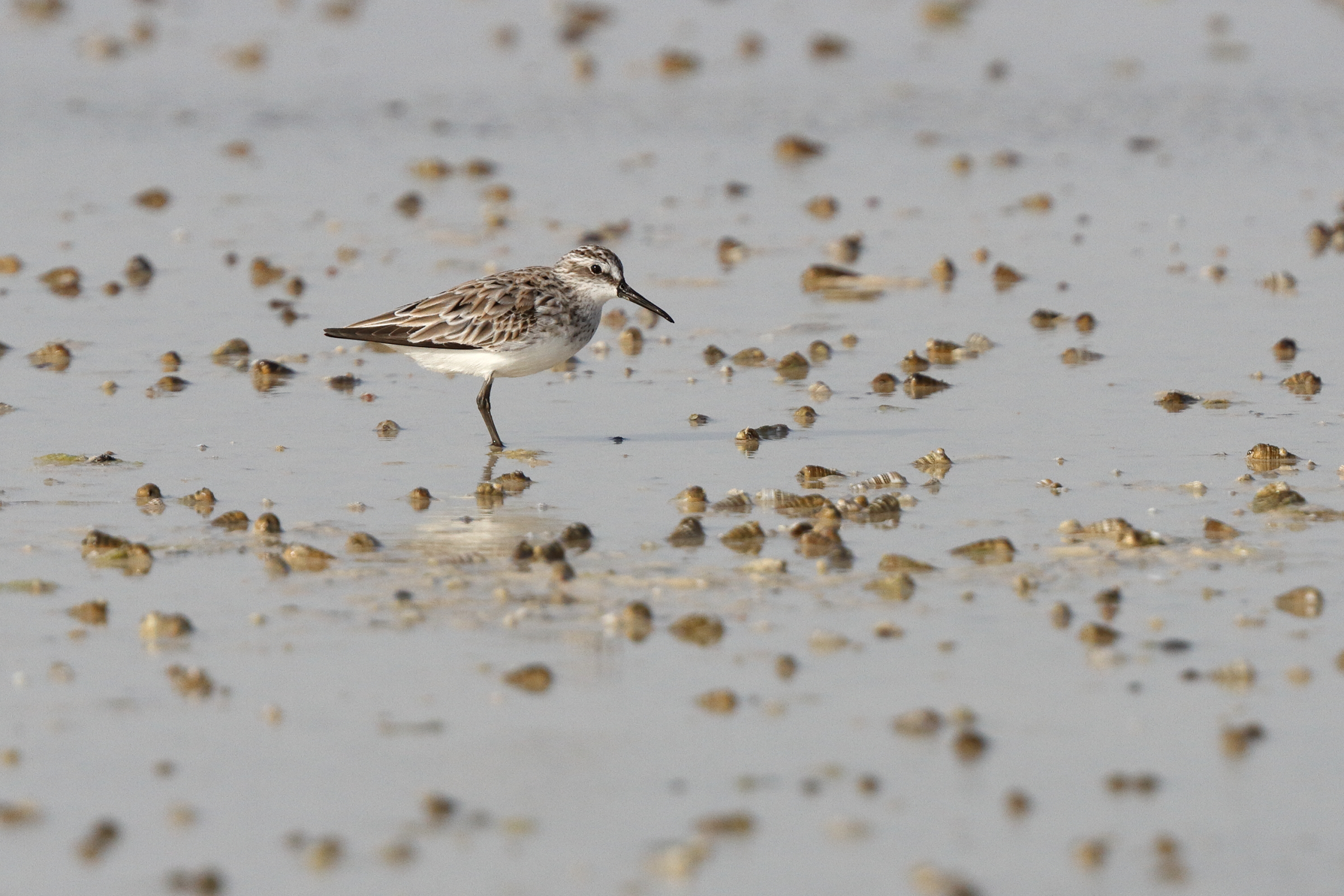 Broad-billed Sandpiper. Qatar, 05 March 2013 © Neil G. Morris.