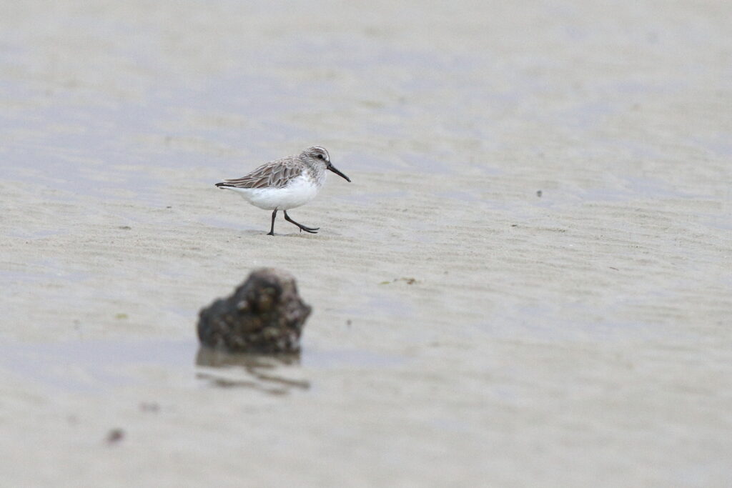 Broad-billed Sandpiper. Qatar, 11 January 2014 © Neil G. Morris.
