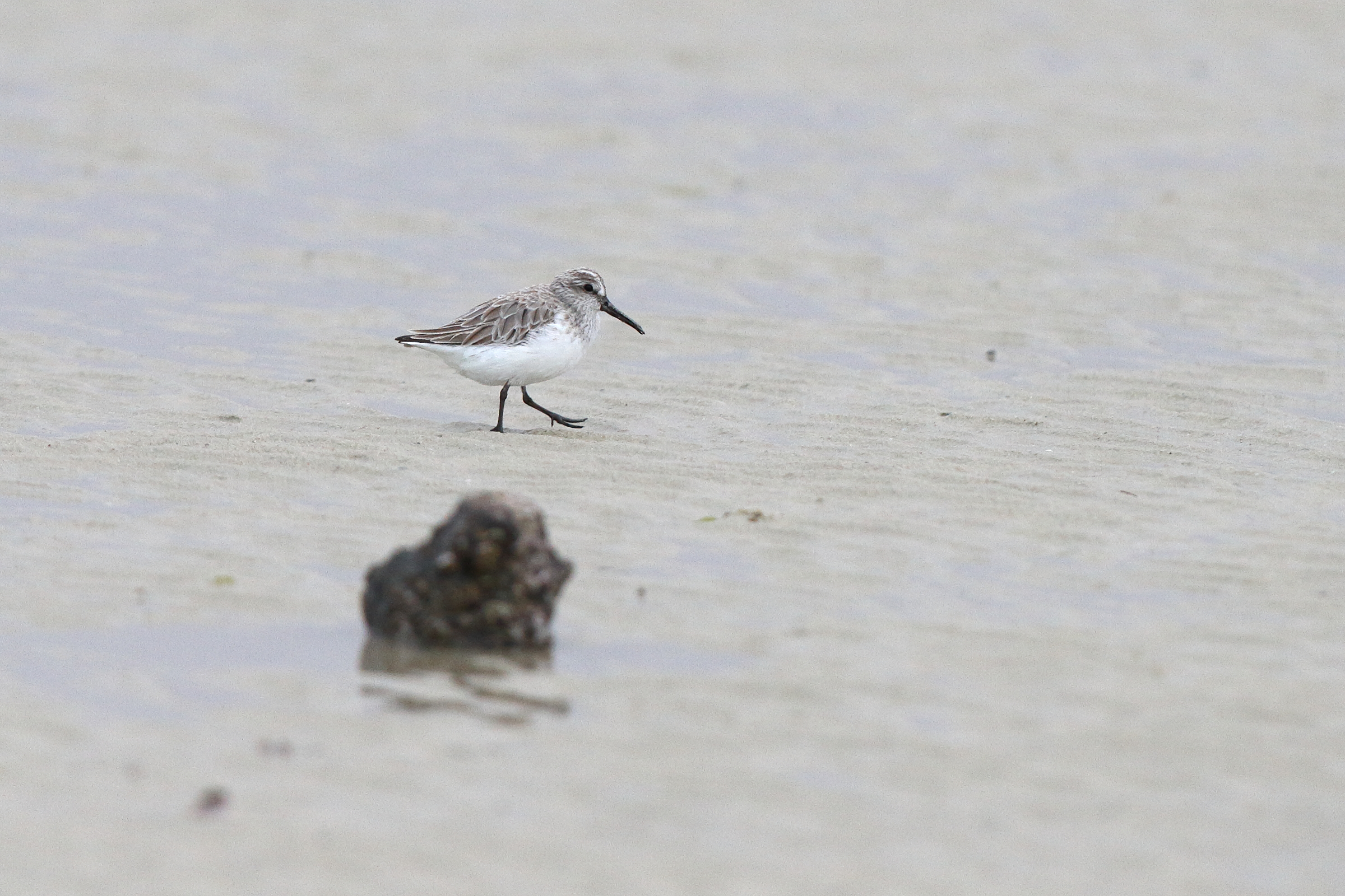 Broad-billed Sandpiper. Qatar, 11 January 2014 © Neil G. Morris.