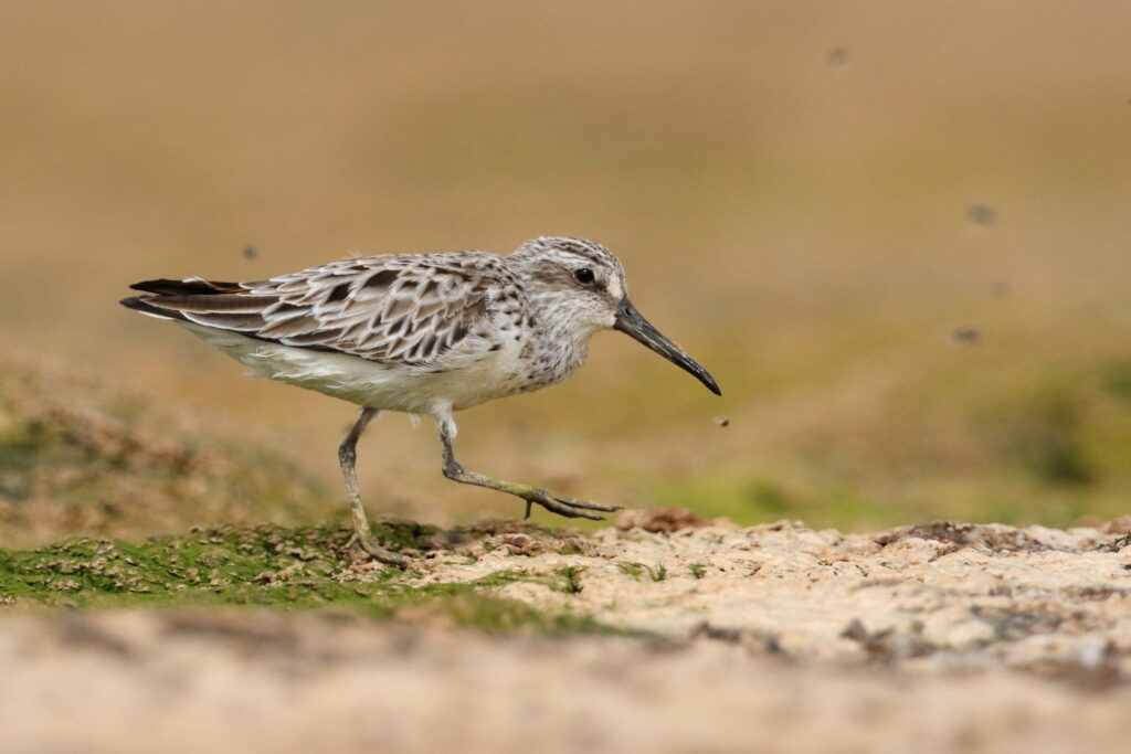 Broad-billed Sandpiper. Qatar, 01 April 2015 © Neil G. Morris.
