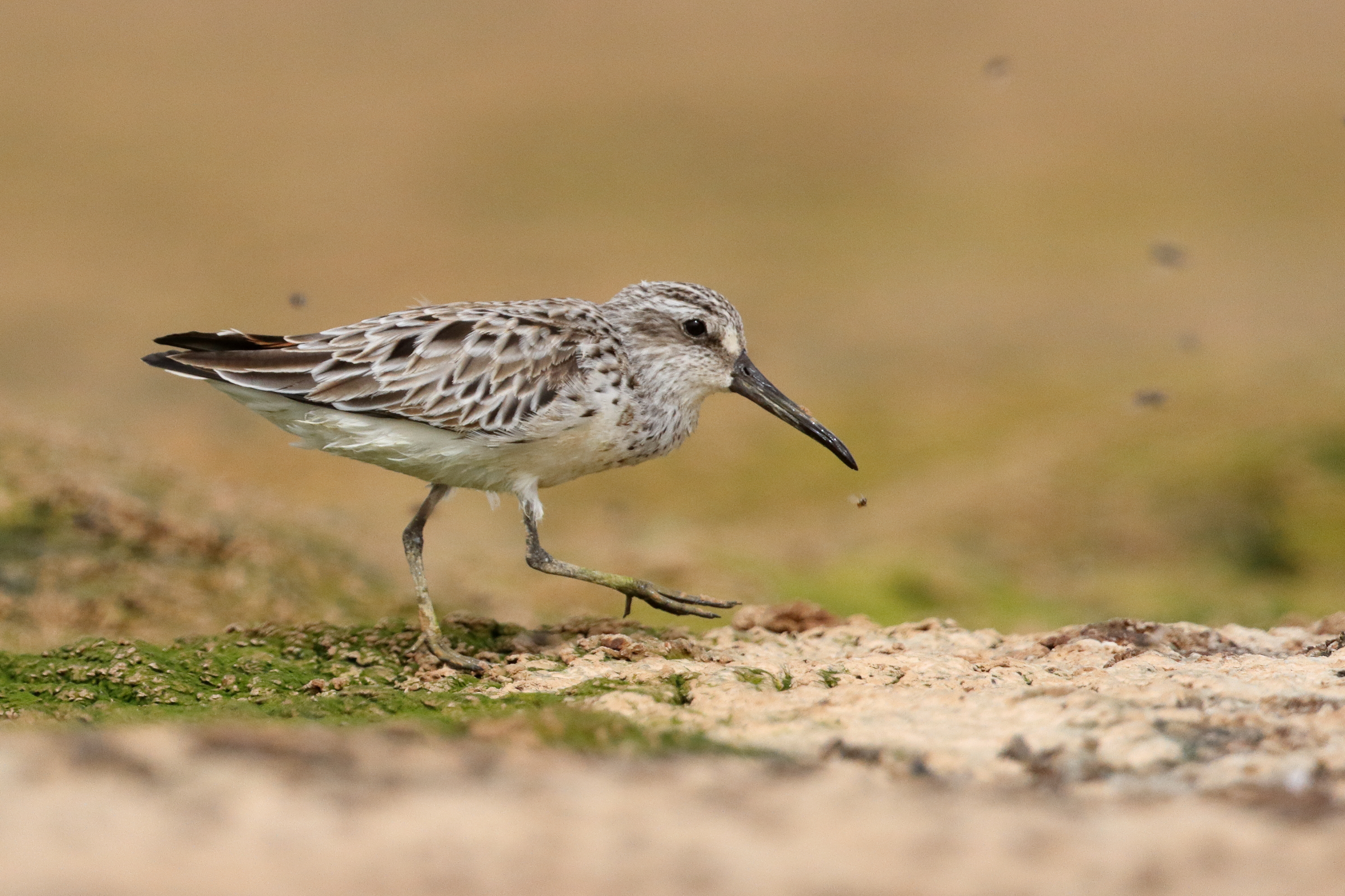 Broad-billed Sandpiper. Qatar, 01 April 2015 © Neil G. Morris.